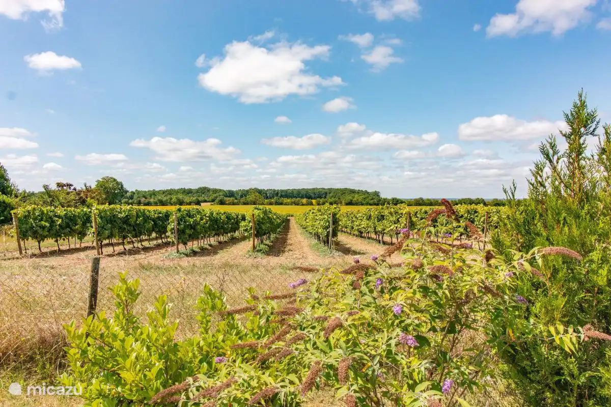 Vue sur le vignoble depuis le jardin