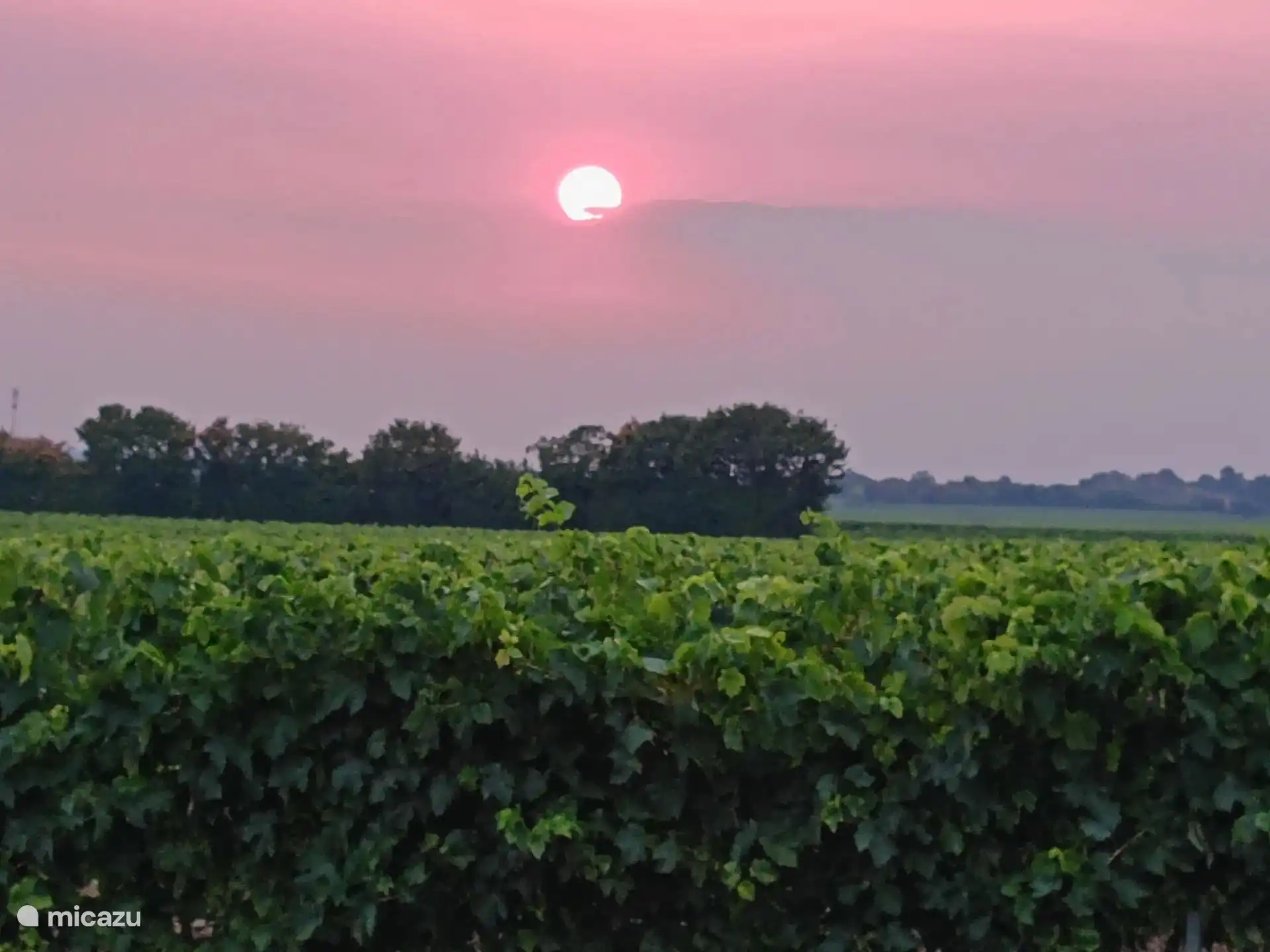 View over vines from garden