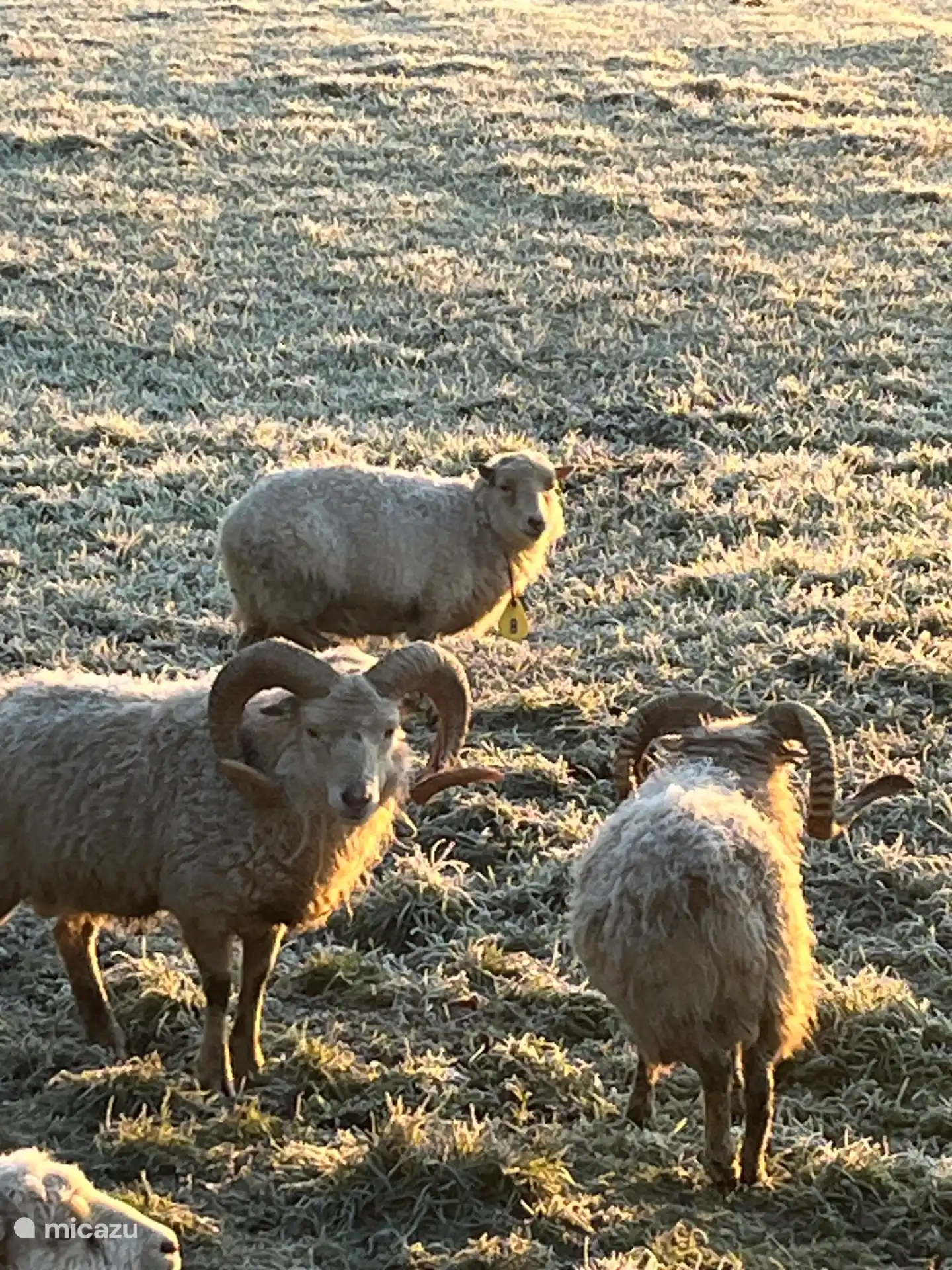 Schapen in de omgeving