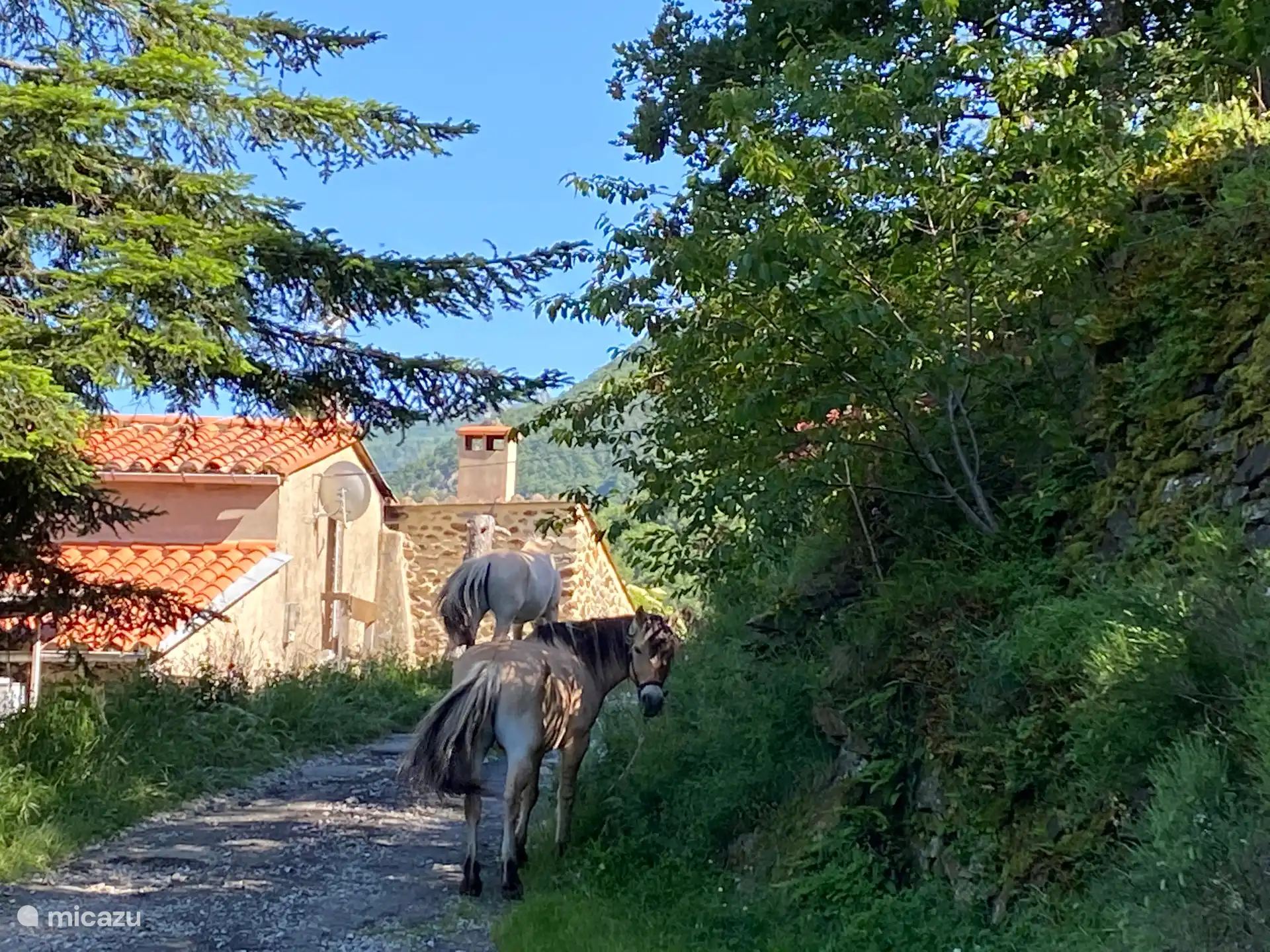 Los caballos de montaña