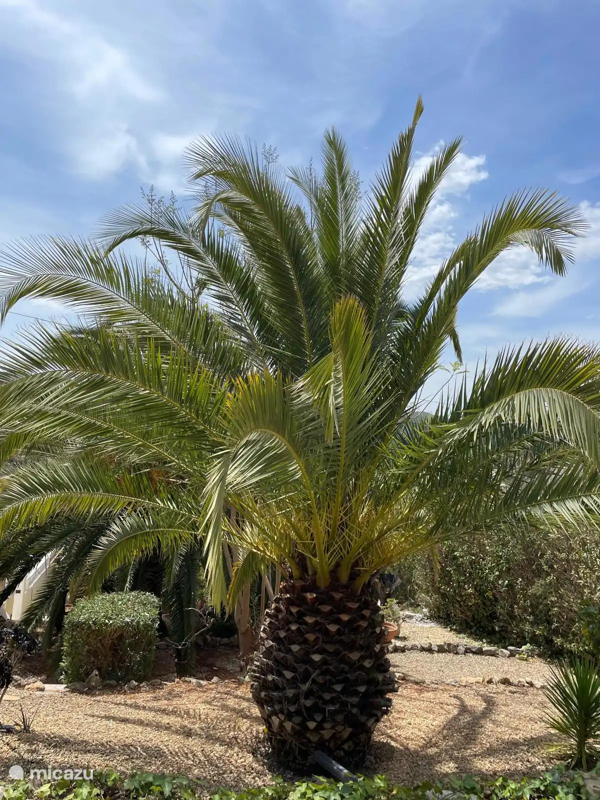 Una palmera preciosa en nuestro jardín