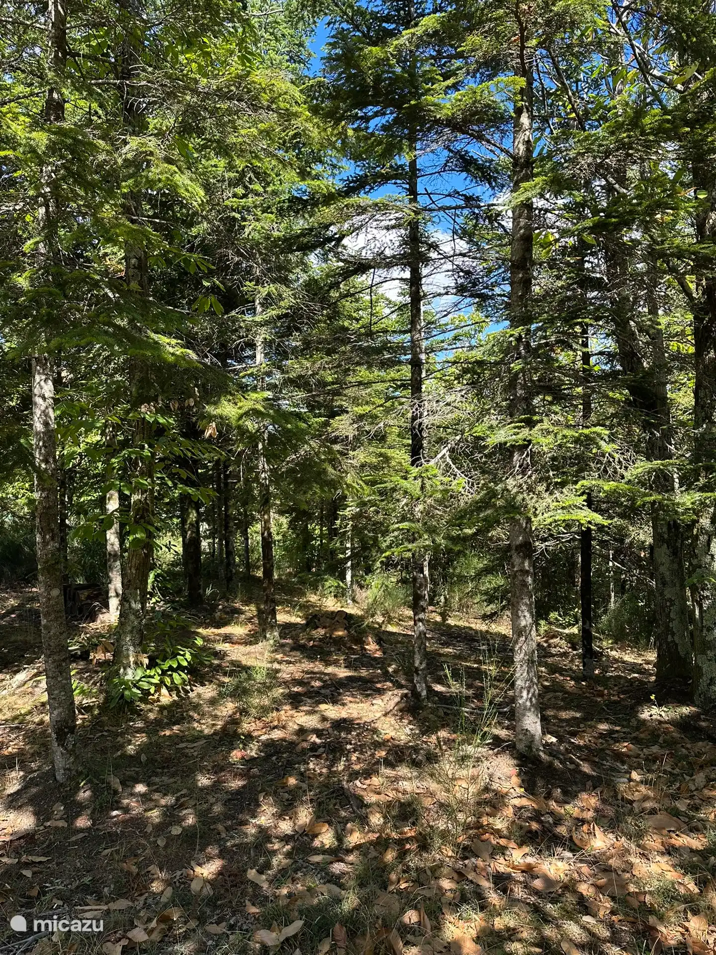 Vue de la forêt privée