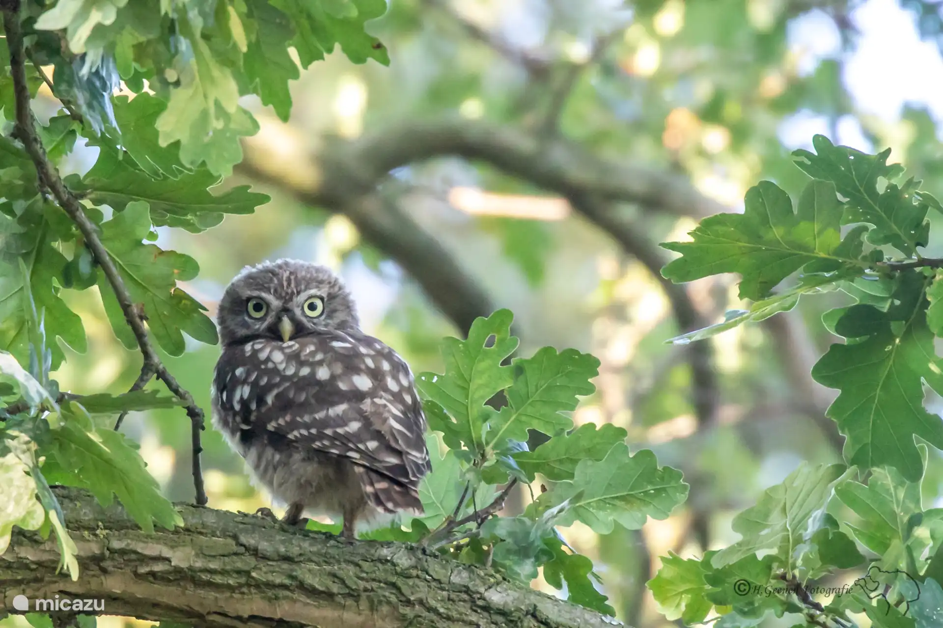 Jeune petite chouette photographiée (par un photographe de la nature) sur notre propriété
