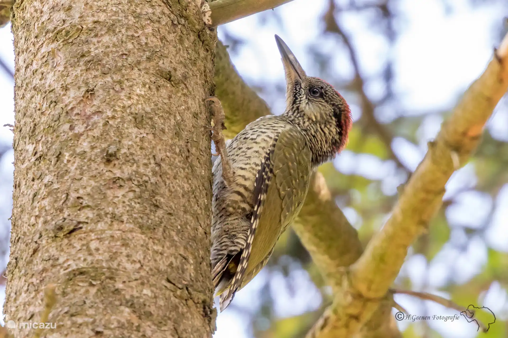 Pic vert photographié (par un photographe de la nature) sur notre propriété