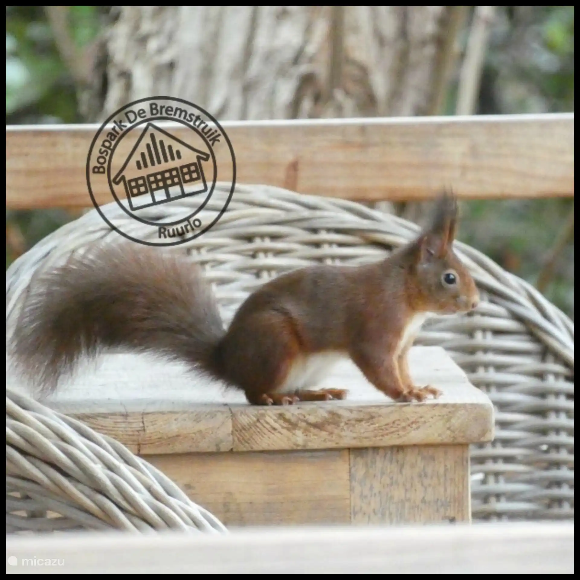 Tu prends des noix avec toi ? Il y a de fortes chances qu’ils se montrent 