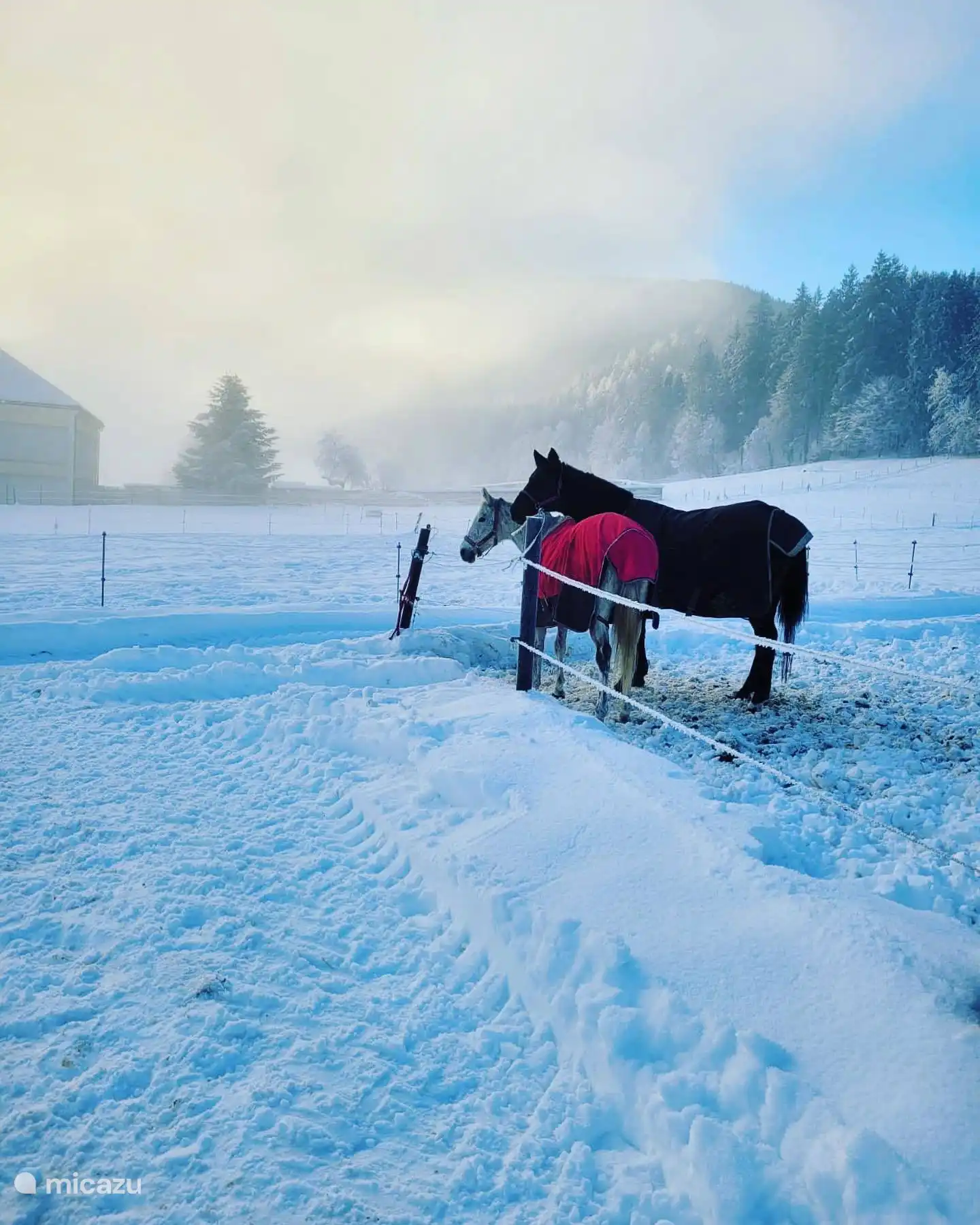 paarden in de sneeuw