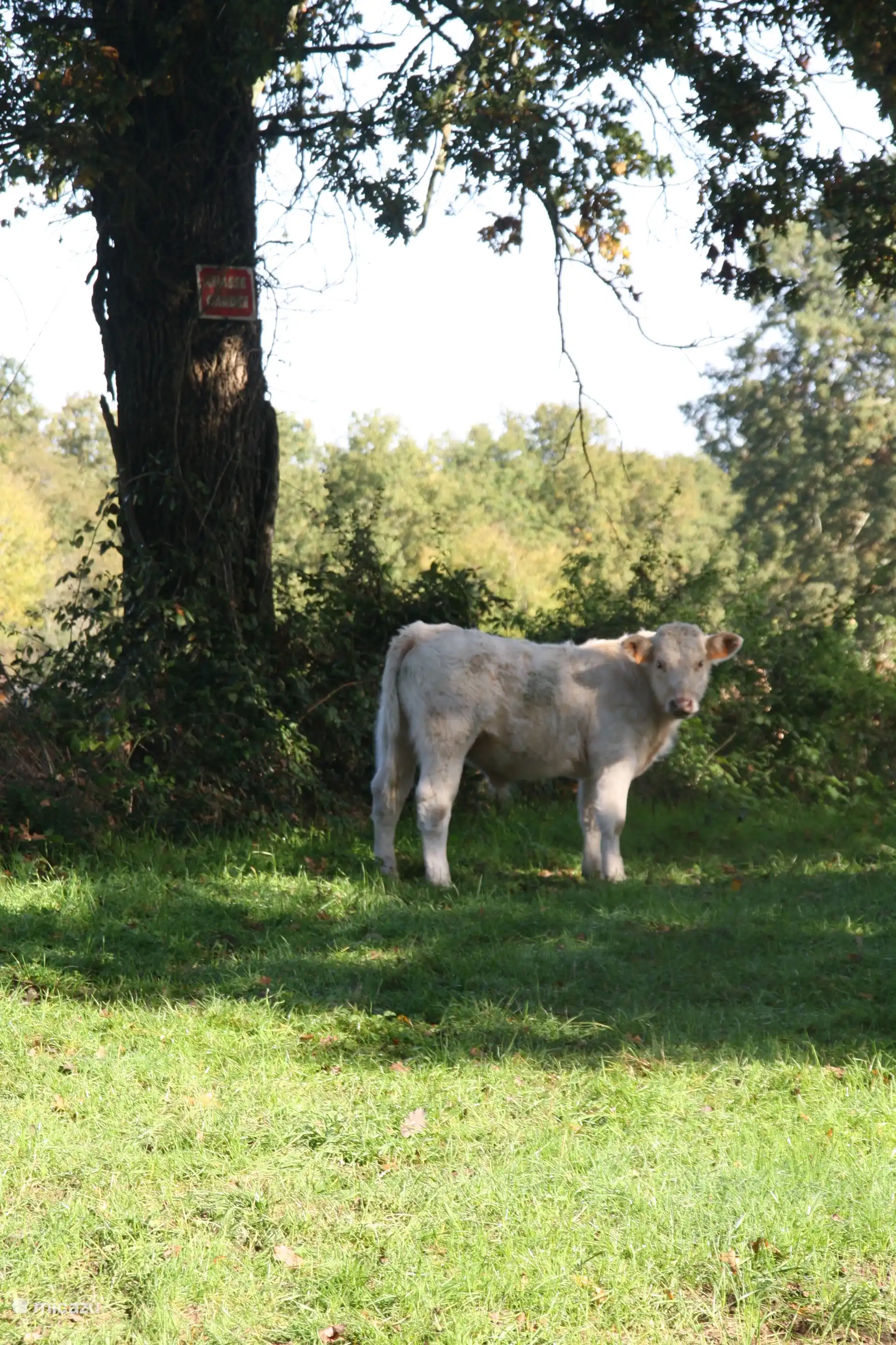 Charolais cow in the area