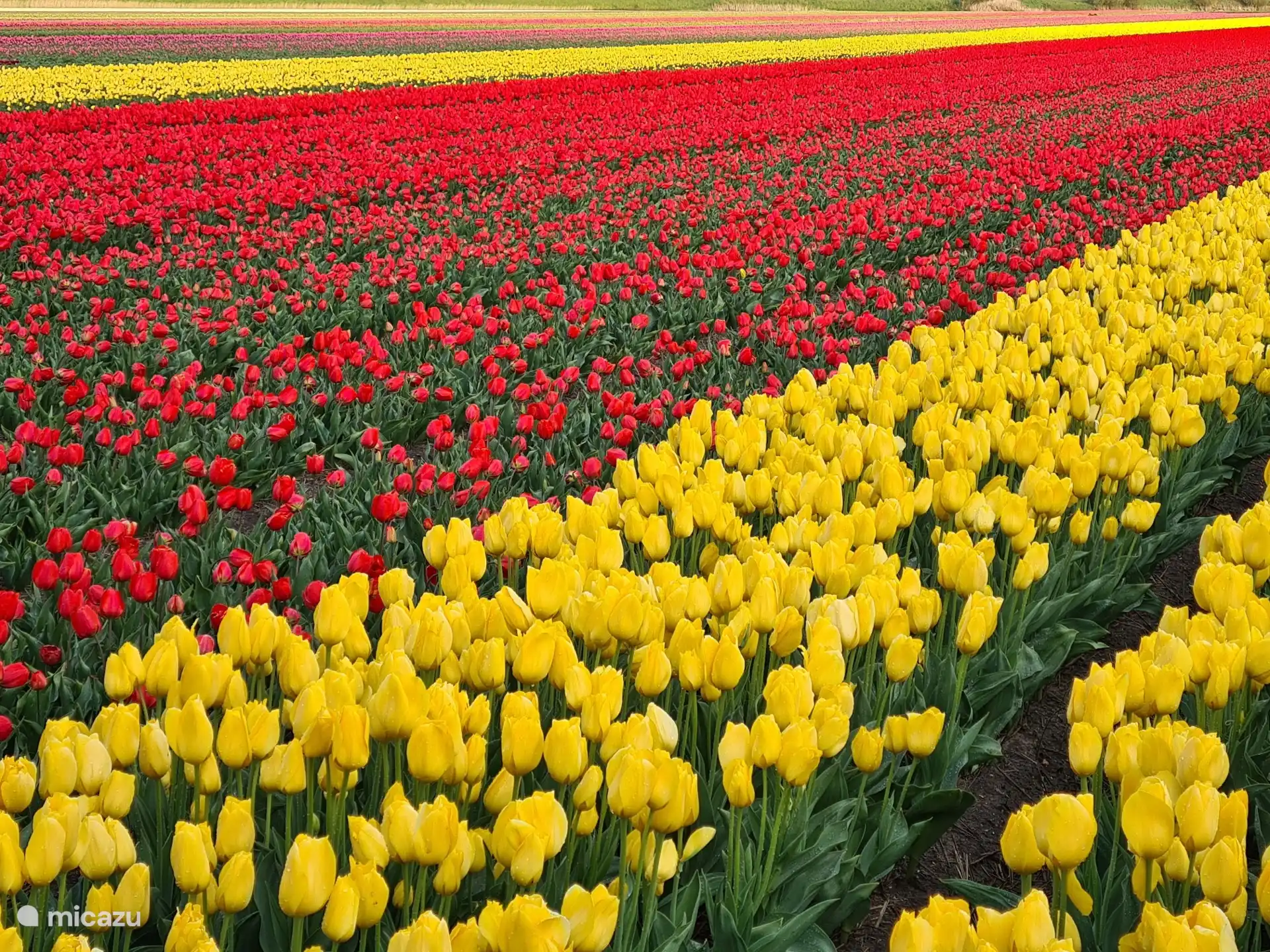 Vanaf ongeveer half april tot ongeveer half mei staan de bollenvelden rondom `t Bullekroffie in bloei en is er van alles te doen in de omgeving.