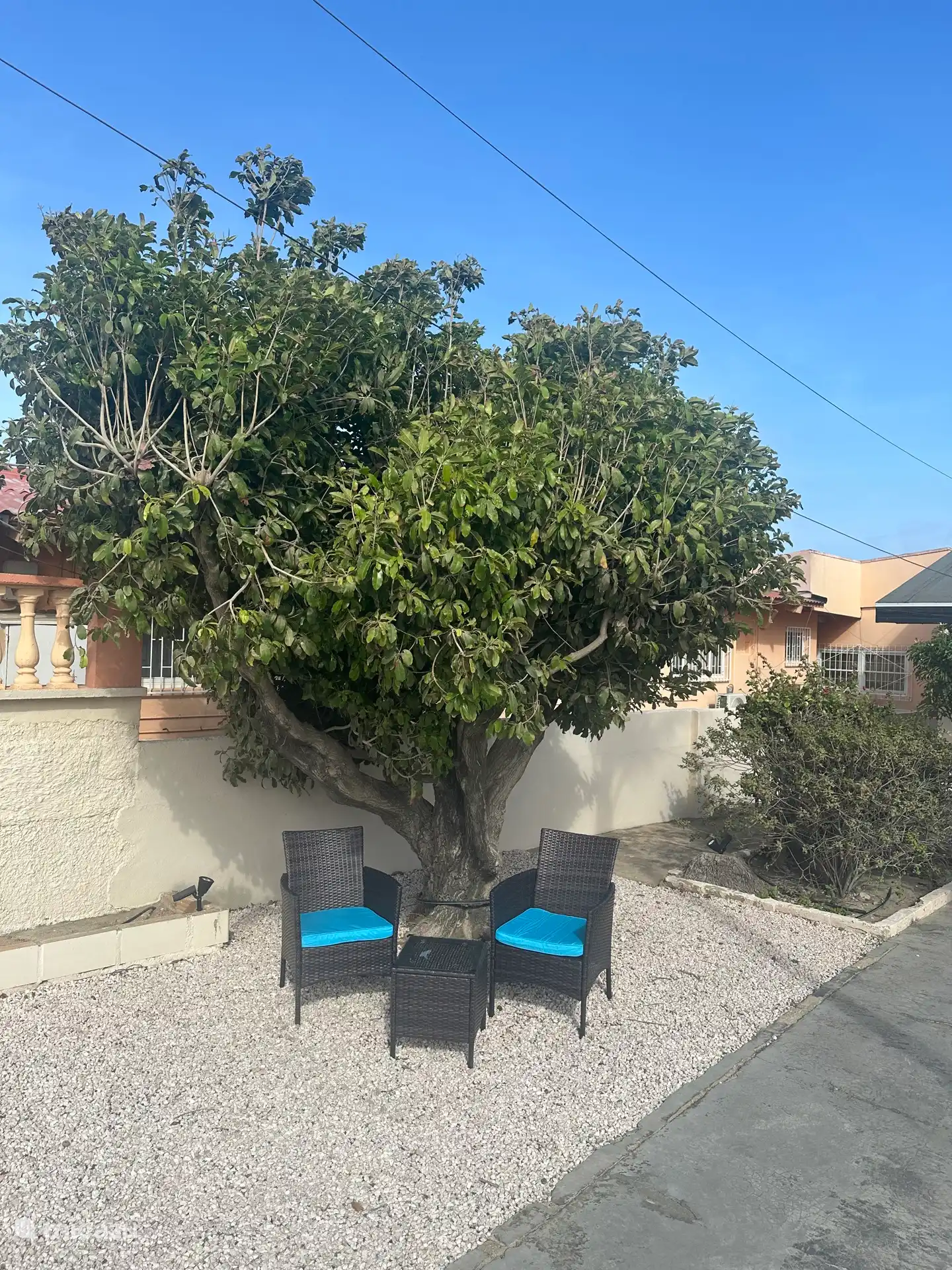 Profitez-en sous l’arbre fruitier tropical