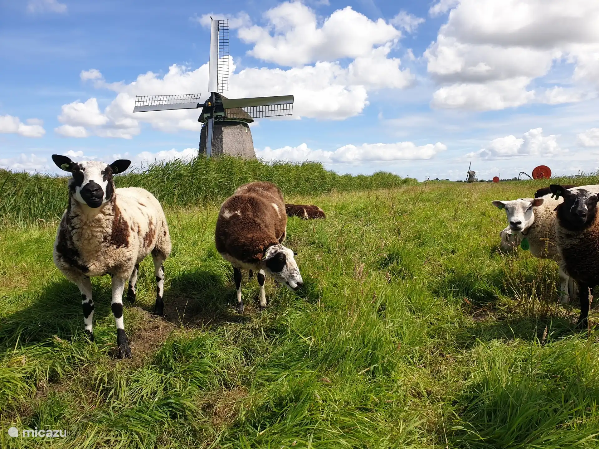 De omgeving is echt prachtig met de molens. Als de wieken draaien is de molenaar aanwezig, hij vertelt graag over de molen.