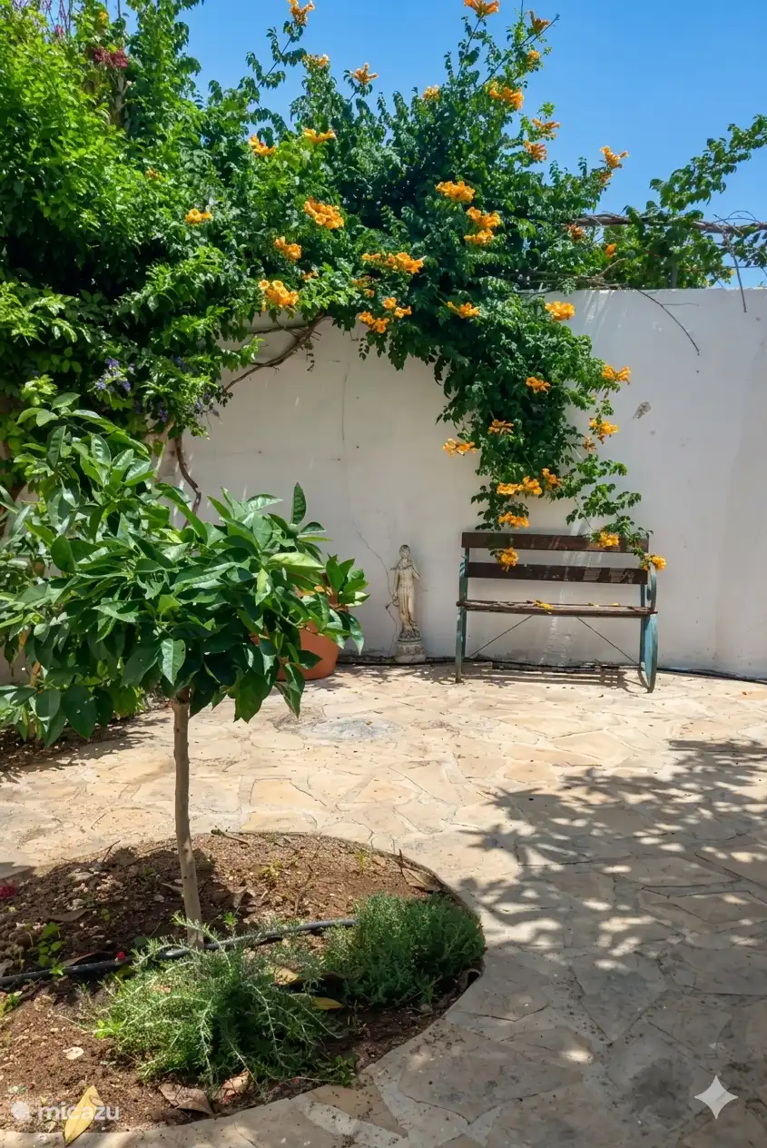 Garten mit Orangenbaum