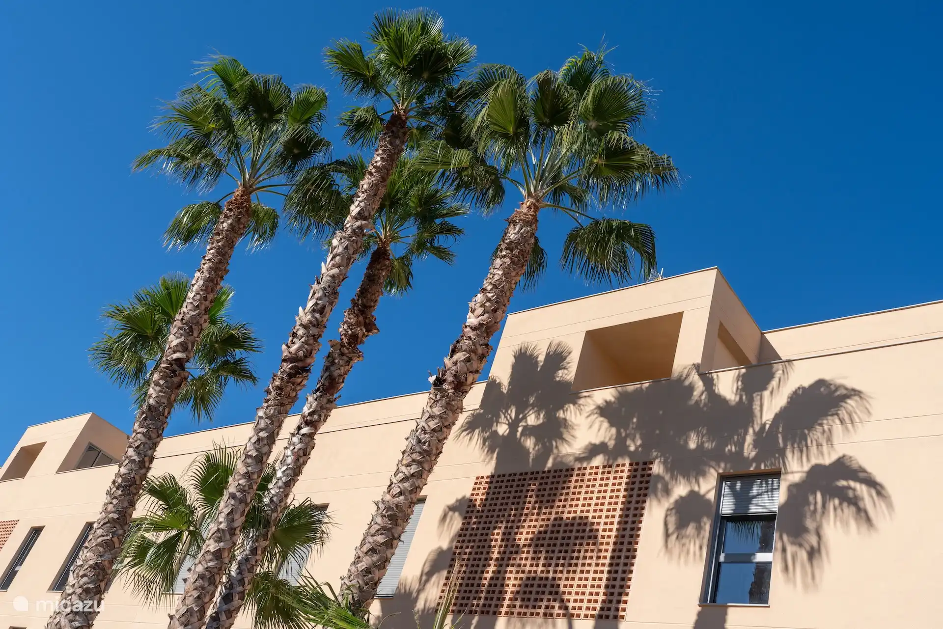 Palm trees at the entrance of apartments bloque
