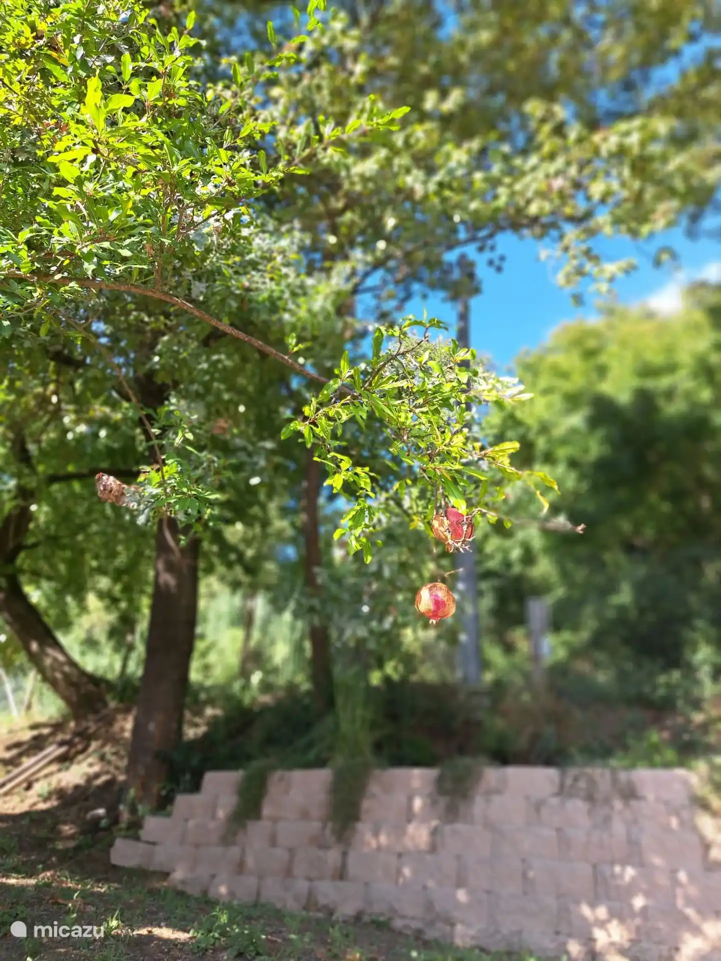 Fruitbomen, granaatappel