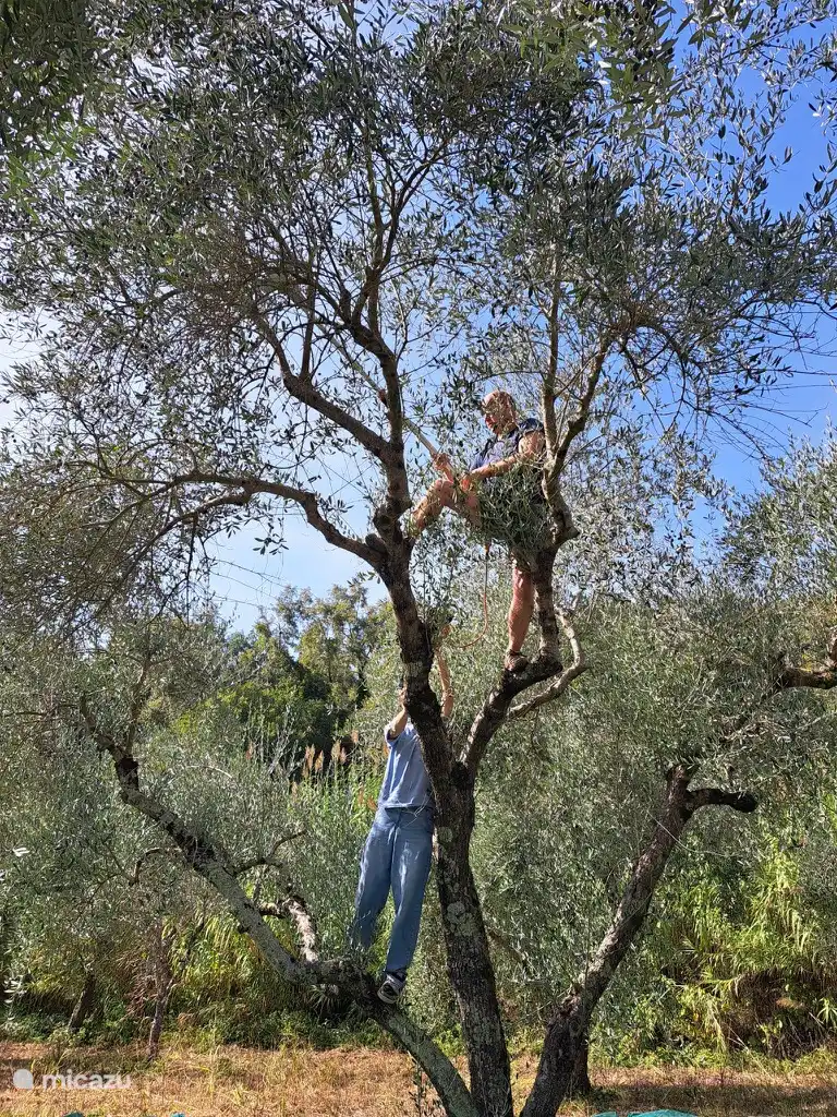 Olijven oogsten in de boomgaard