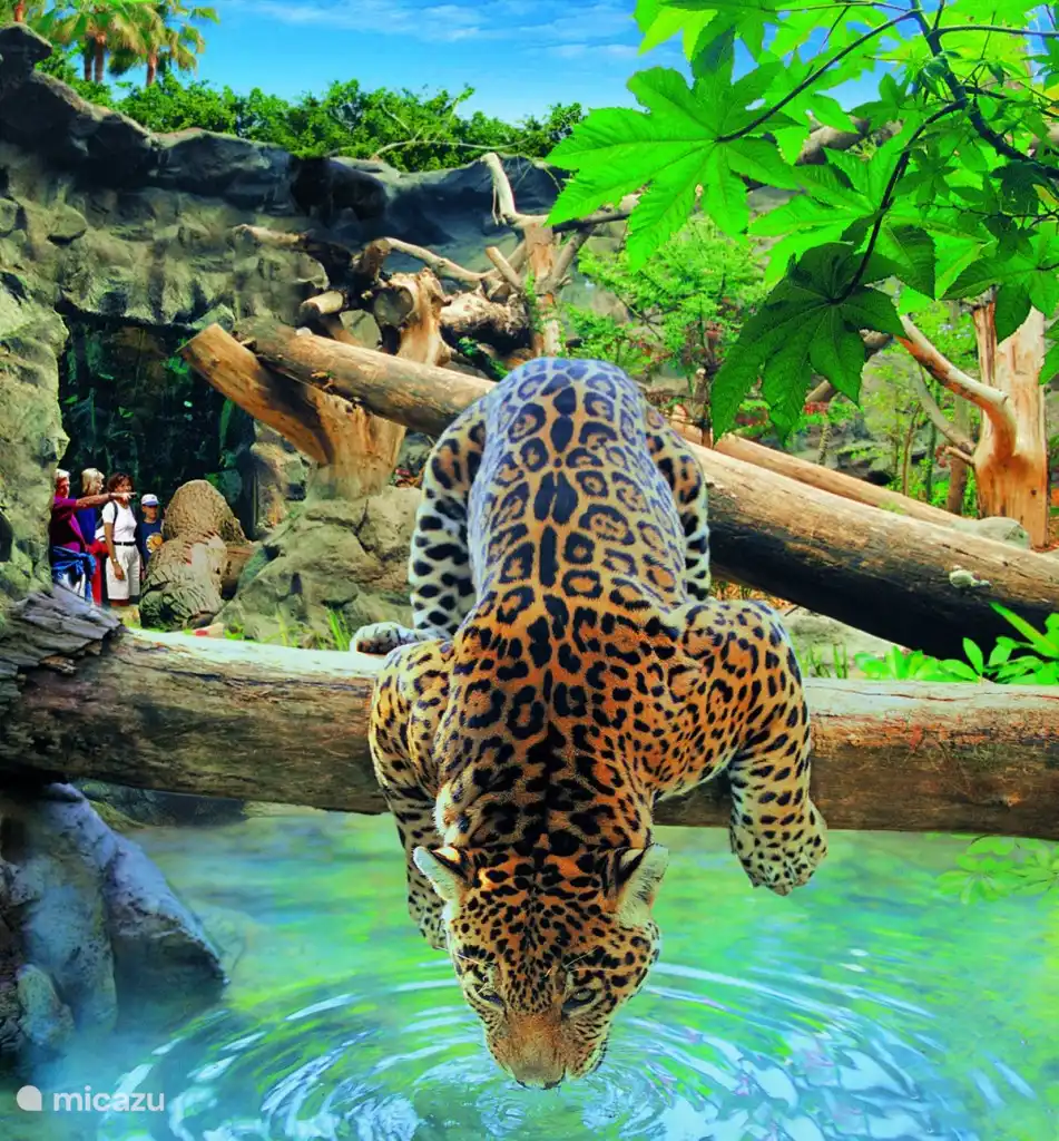 Loro Parque is een prachtig dierenpark met exotische dieren, shows en tropische tuinen. Een leuke en leerzame dag uit voor het hele gezin.