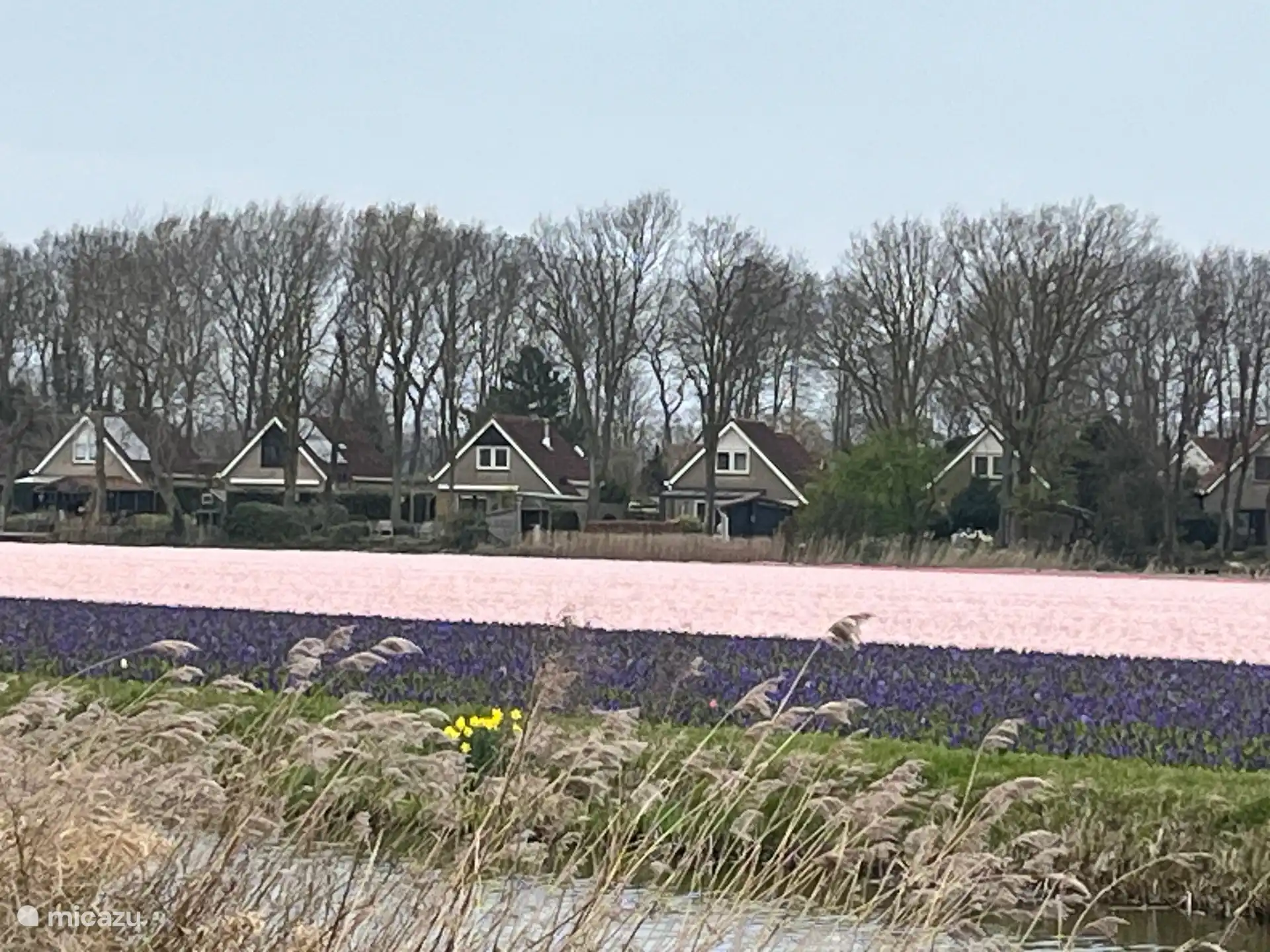 Bollenvelden om het park