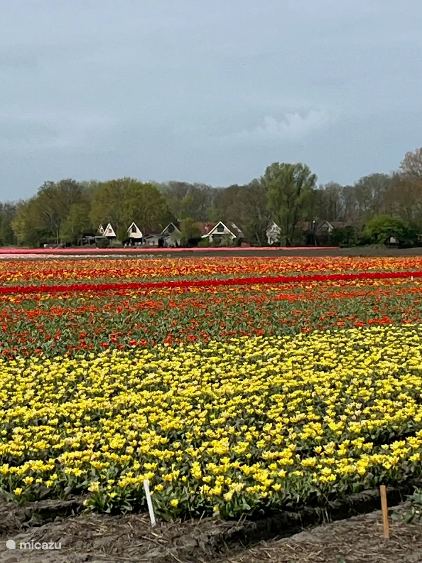 Bollenvelden rondom het park