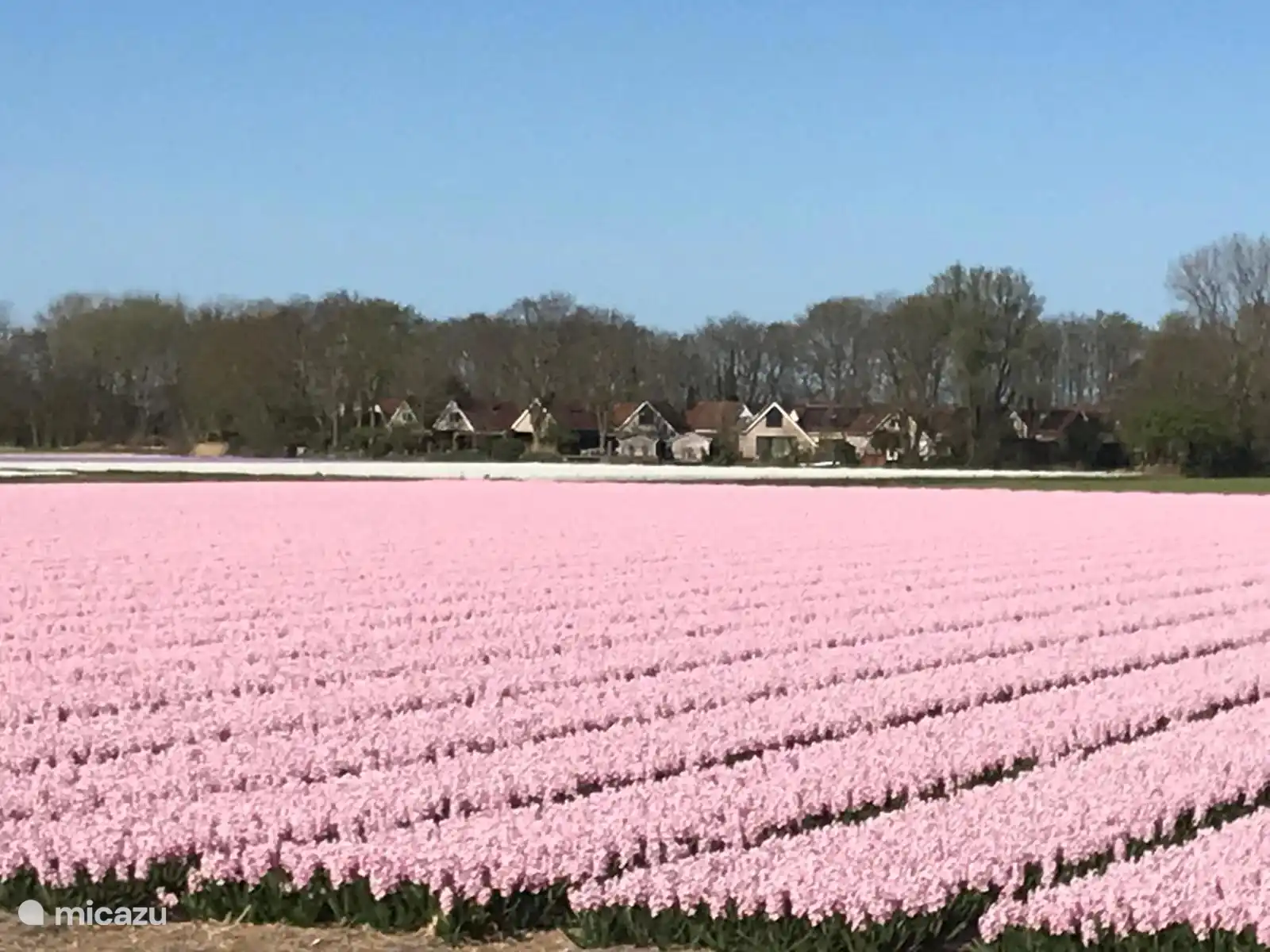 Uitzicht op de bollenvelden