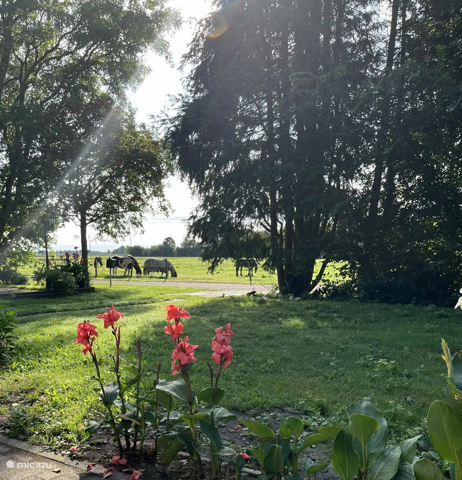 Uitzicht voorkant, rondom weiland
