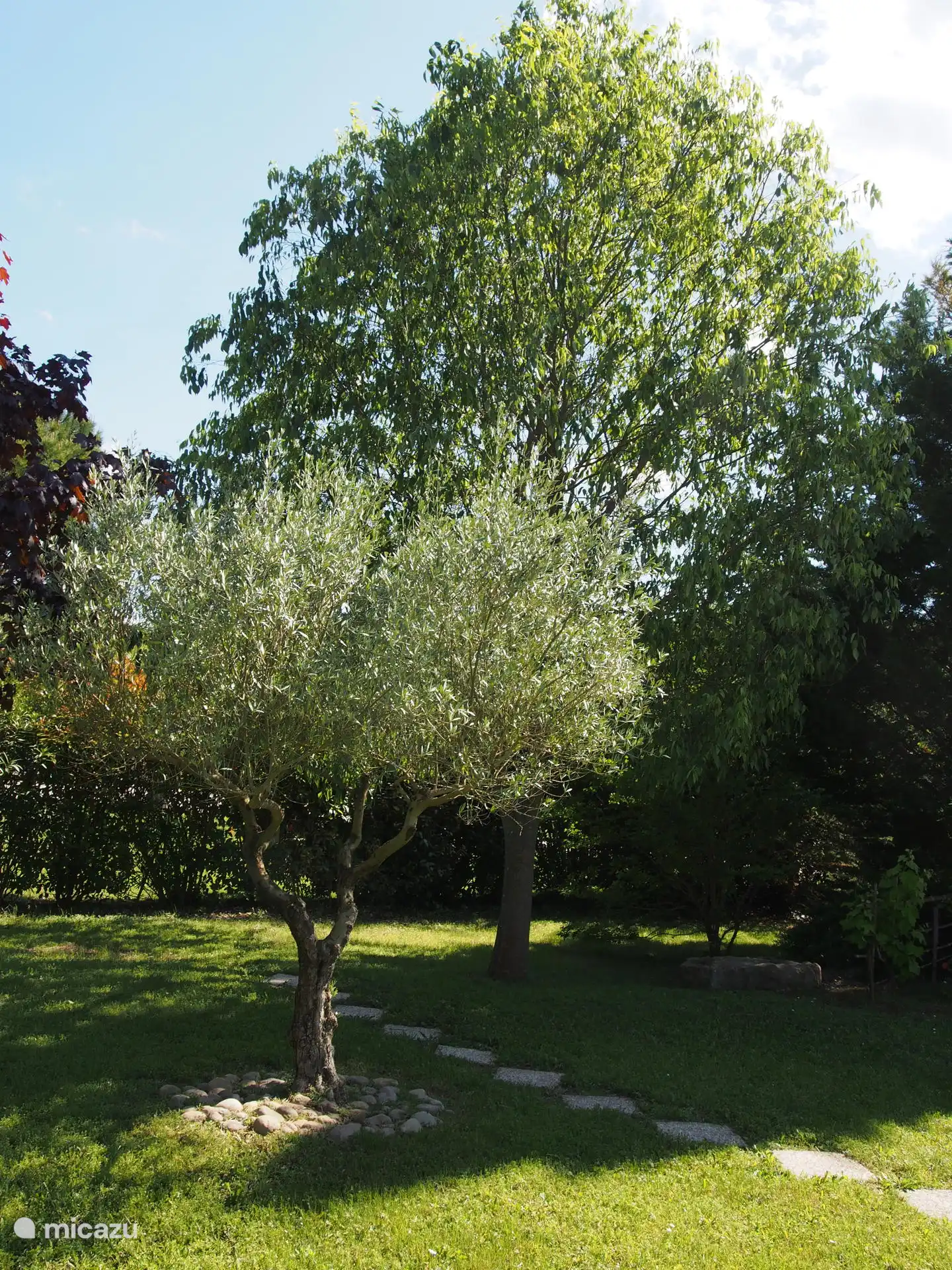 An olive tree, a hackberry tree, many species of trees coexist here