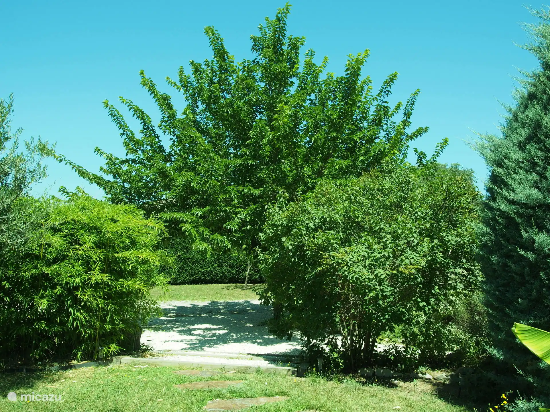 The garden with trees