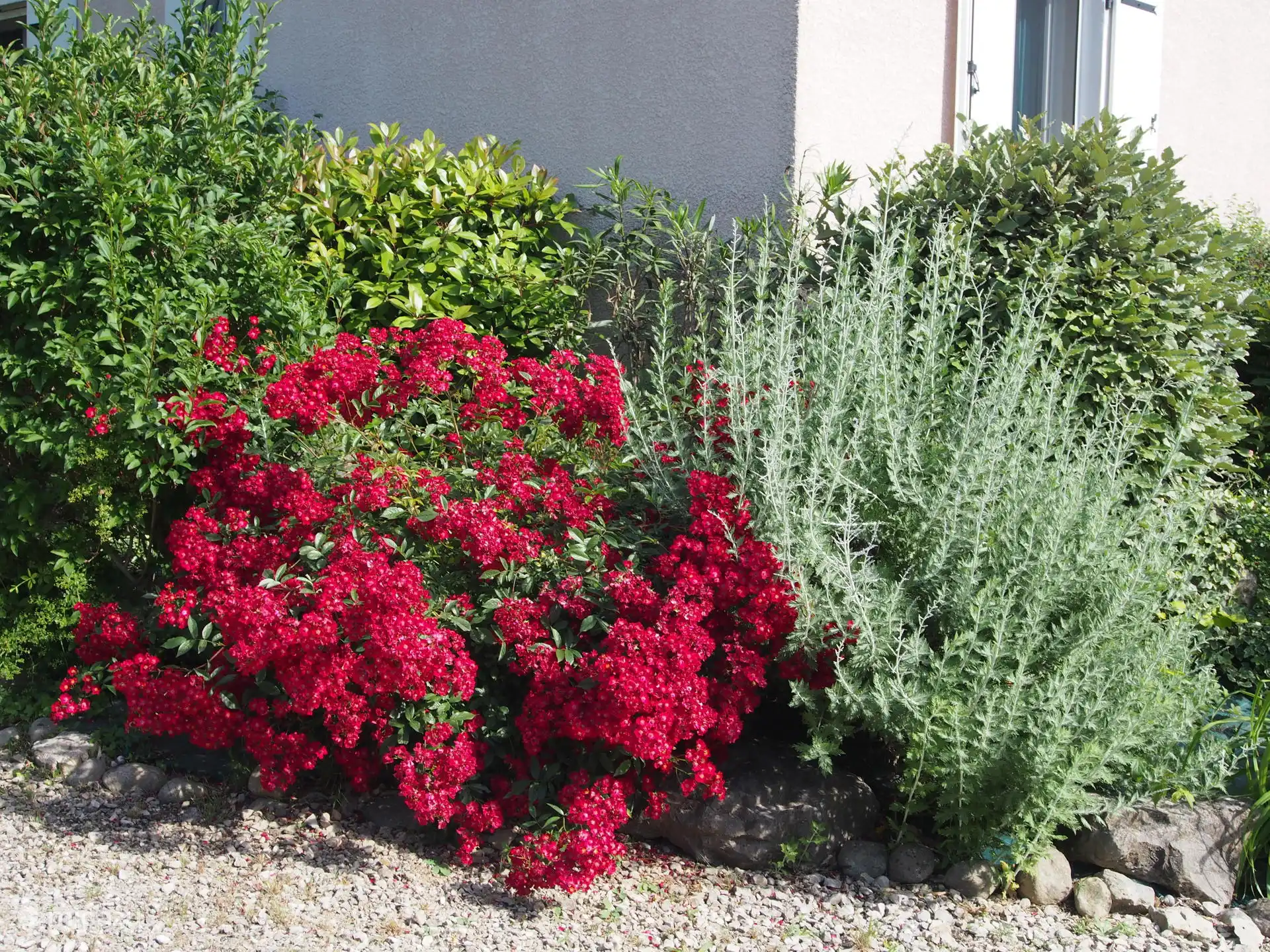 A garden full of flowers