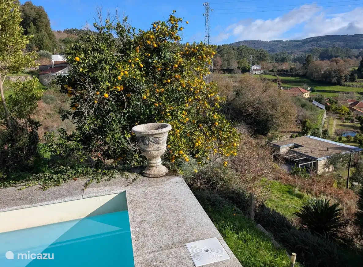 swimming pool + orange tree