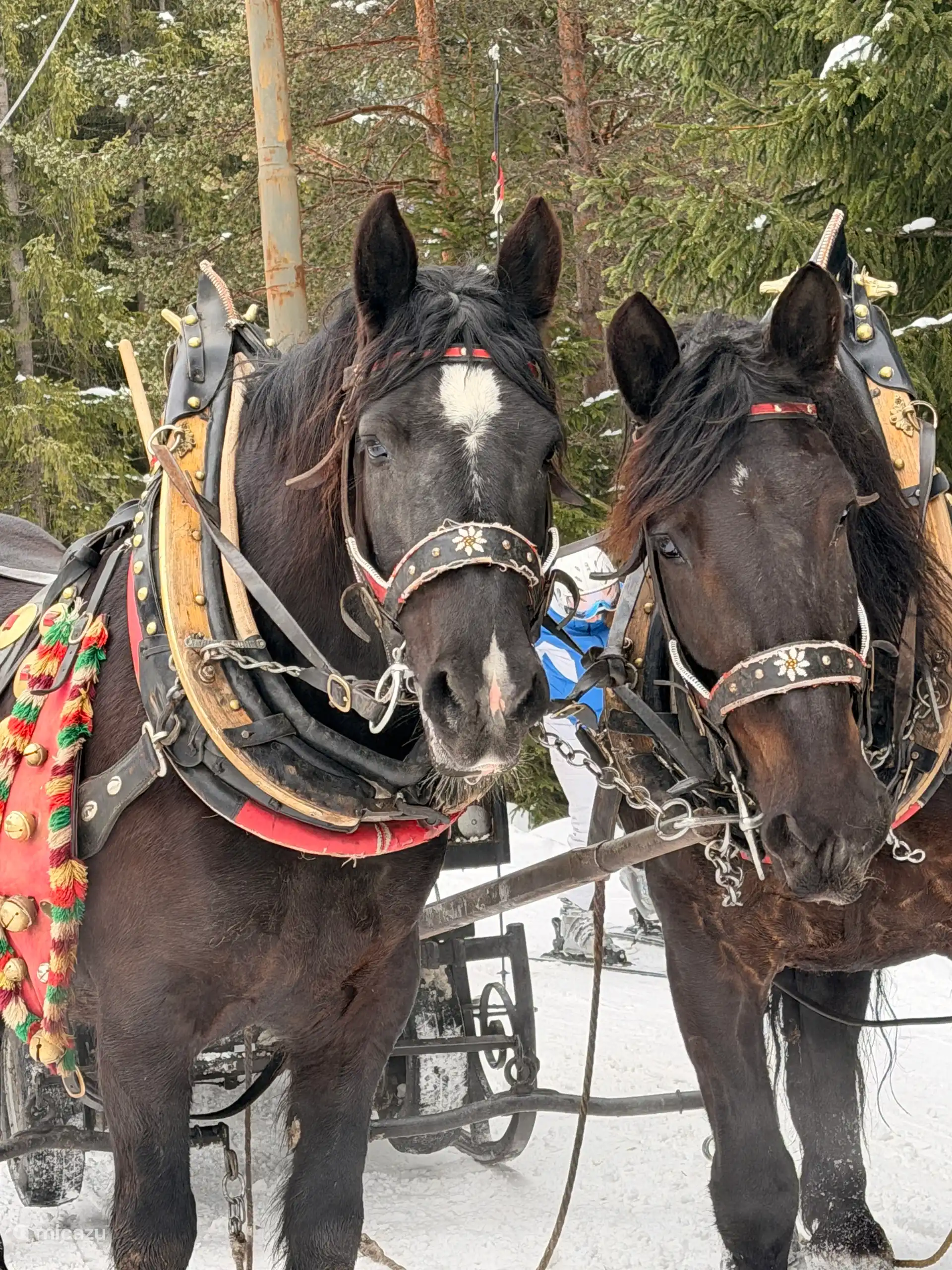 skipaarden van Lagazuoi