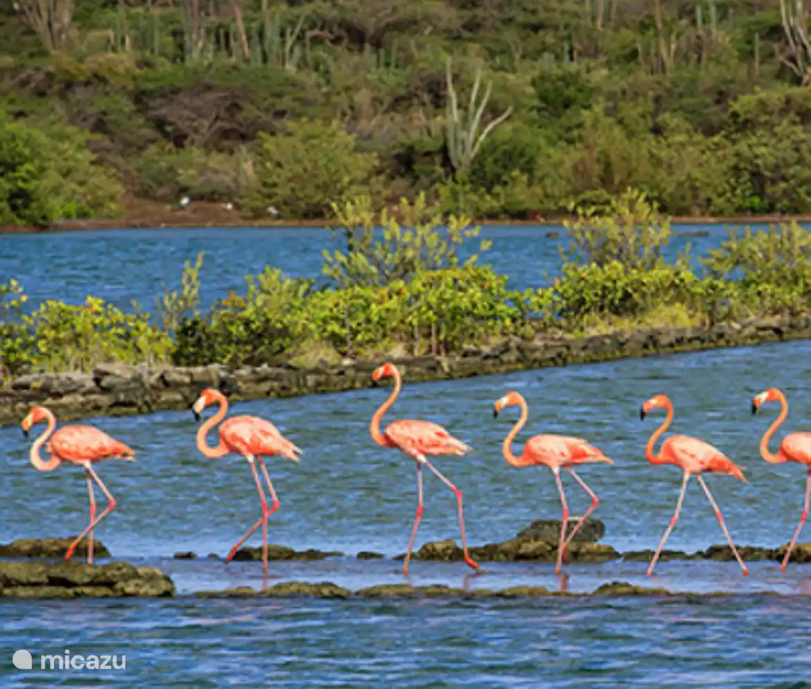 Vlakbij ons huis en Willibrordes is een binnenmeer waar je zelf  van de Flamingo’s kan genieten.