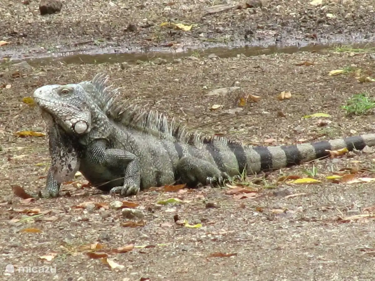 Zekers deze rakkers kom je ook tegen. Ze doen, gewoon lekker van genieten.  Maar liever niet voeren.