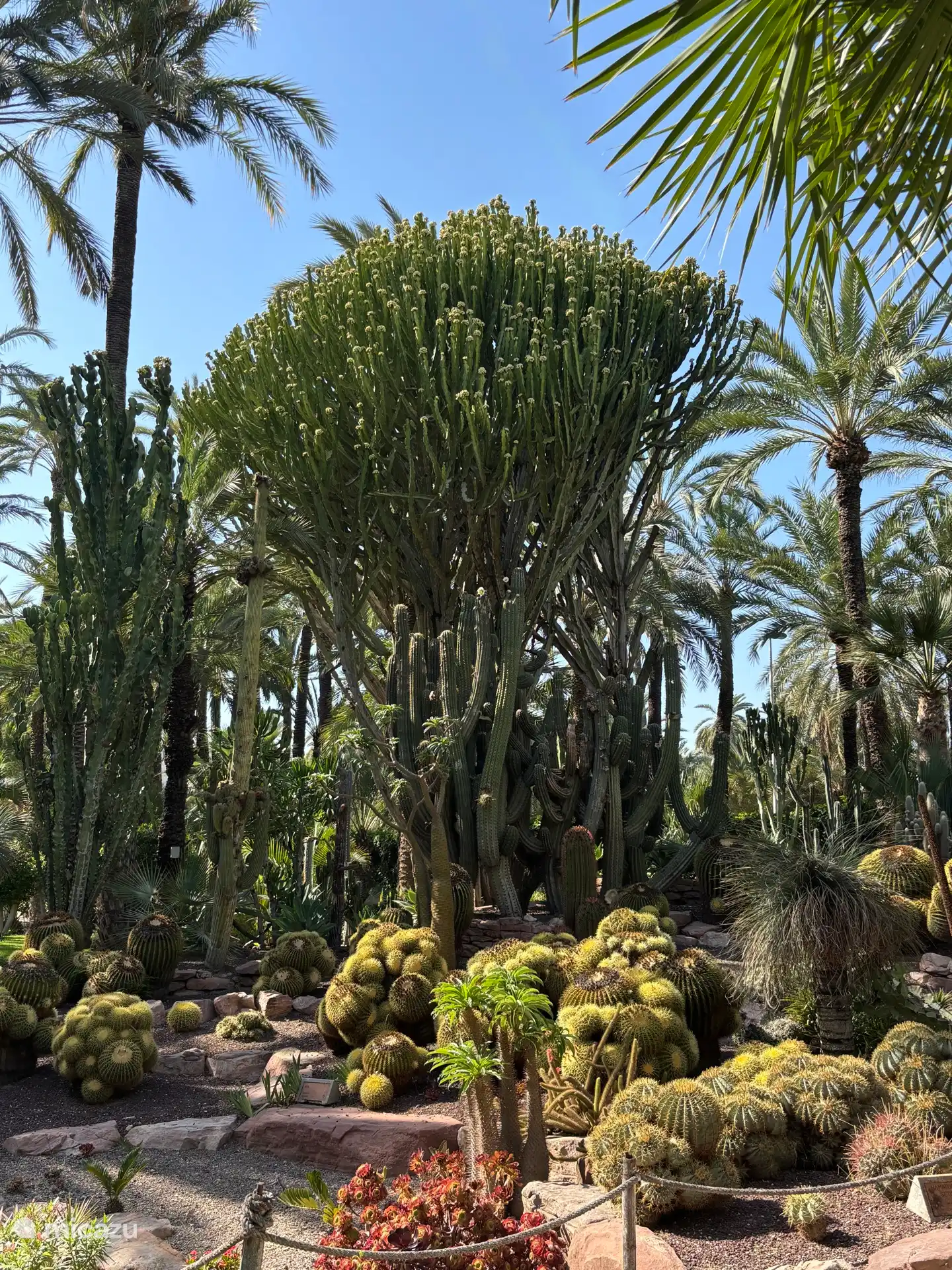 Jardin botanique d’Elche