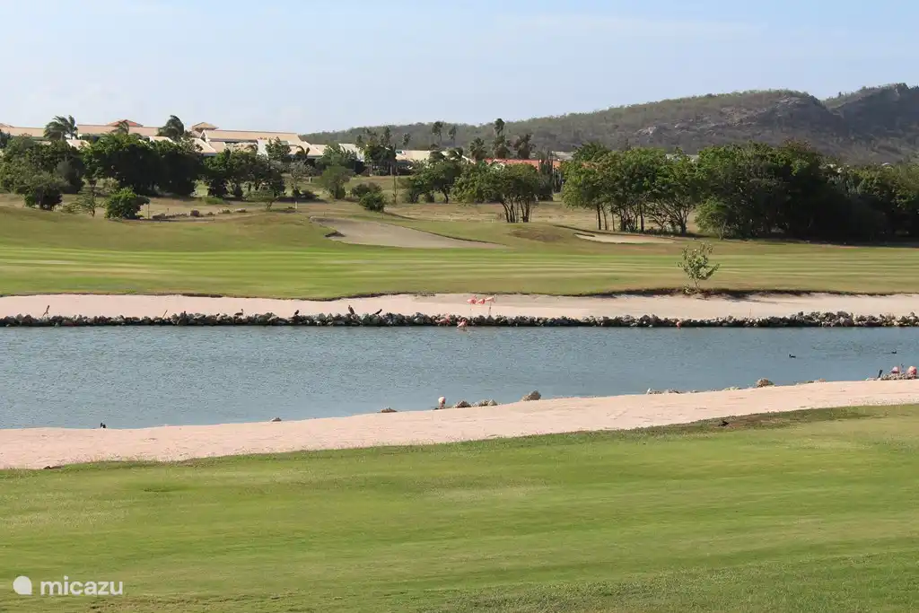 From the villa overlooking flamingos at the pond and golf course.