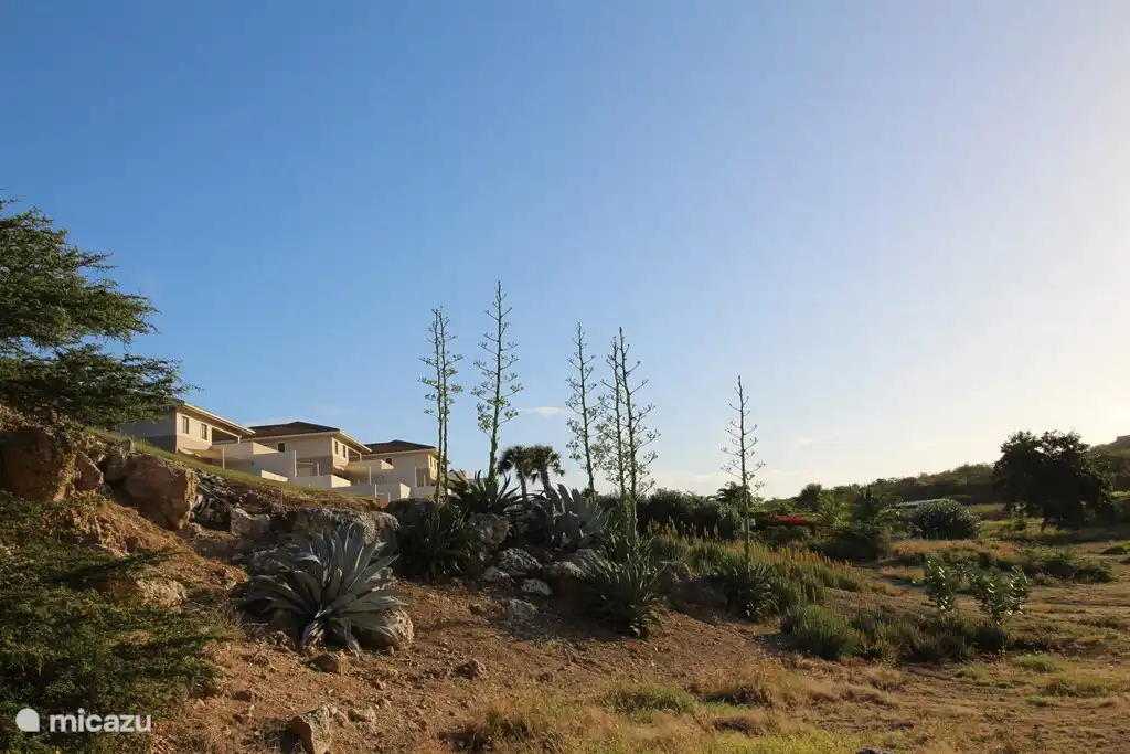 Blooming agave Blue Bay