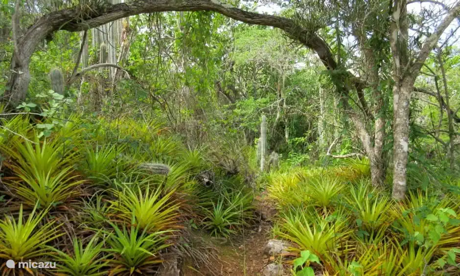 Special vegetation in natural Christopher