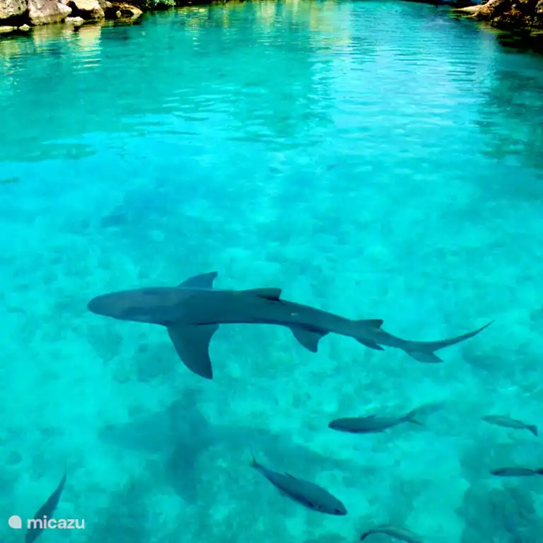 See Aquarium Curaçao: here you can swim with dolphins! Also a nice outing for the whole family.