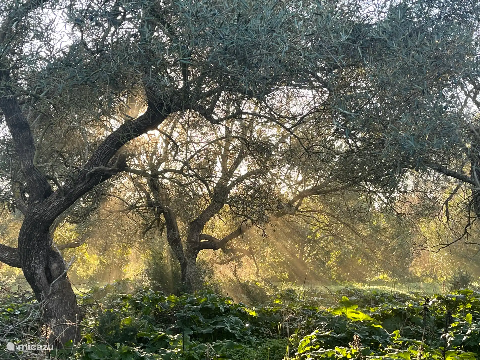 Profitez des oliviers des voisins...