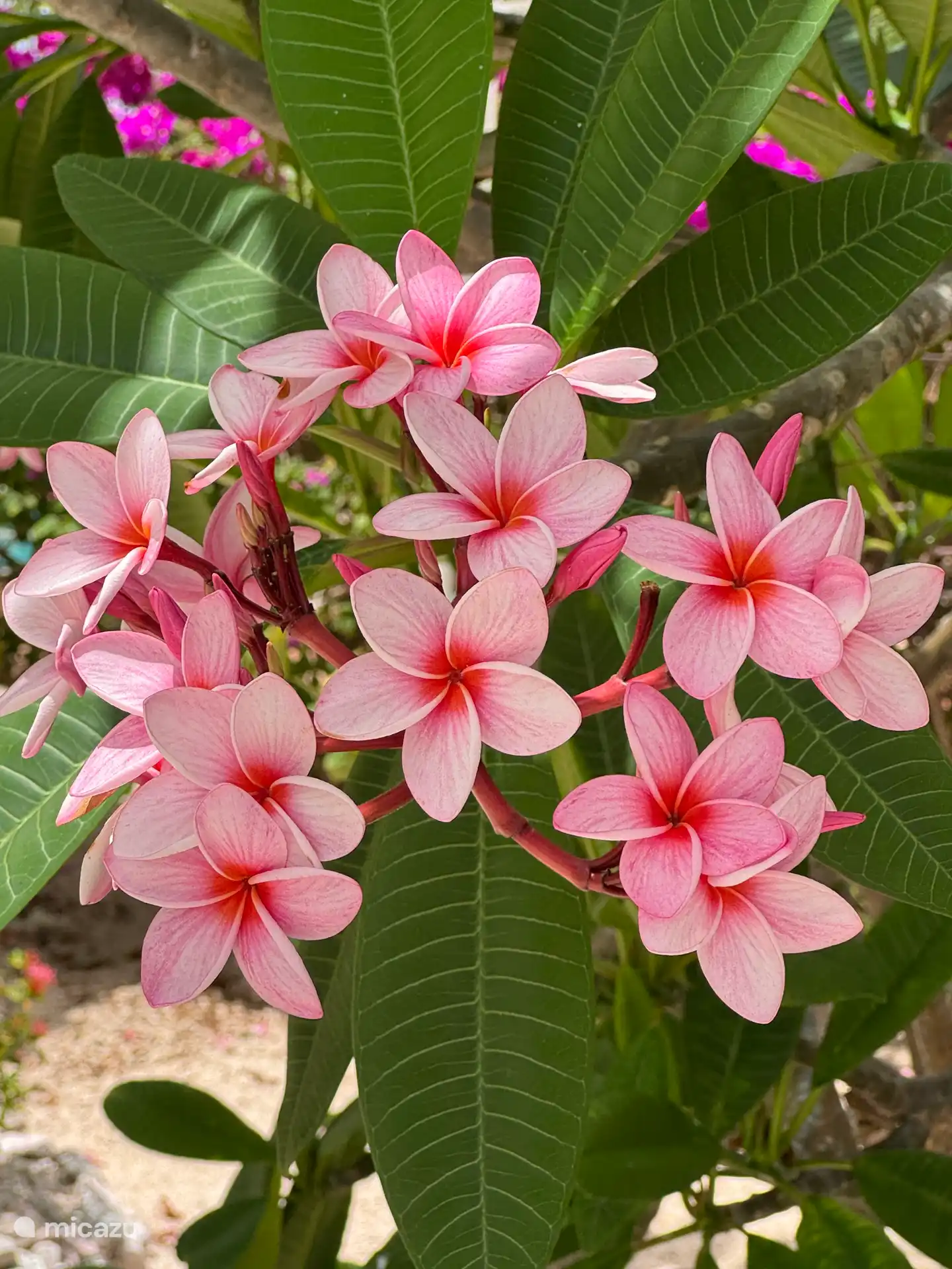 Frangipani