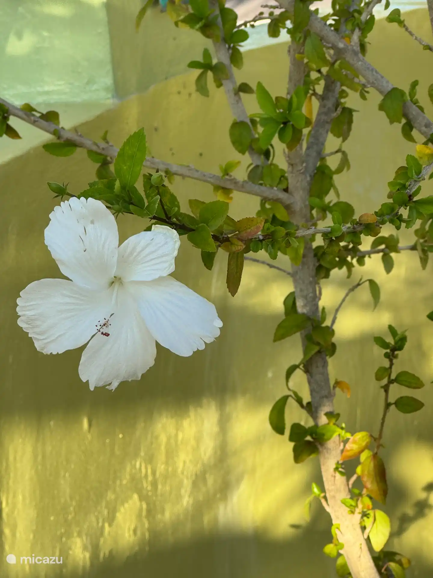 Geliefde plant voor kolibries in voortuin 