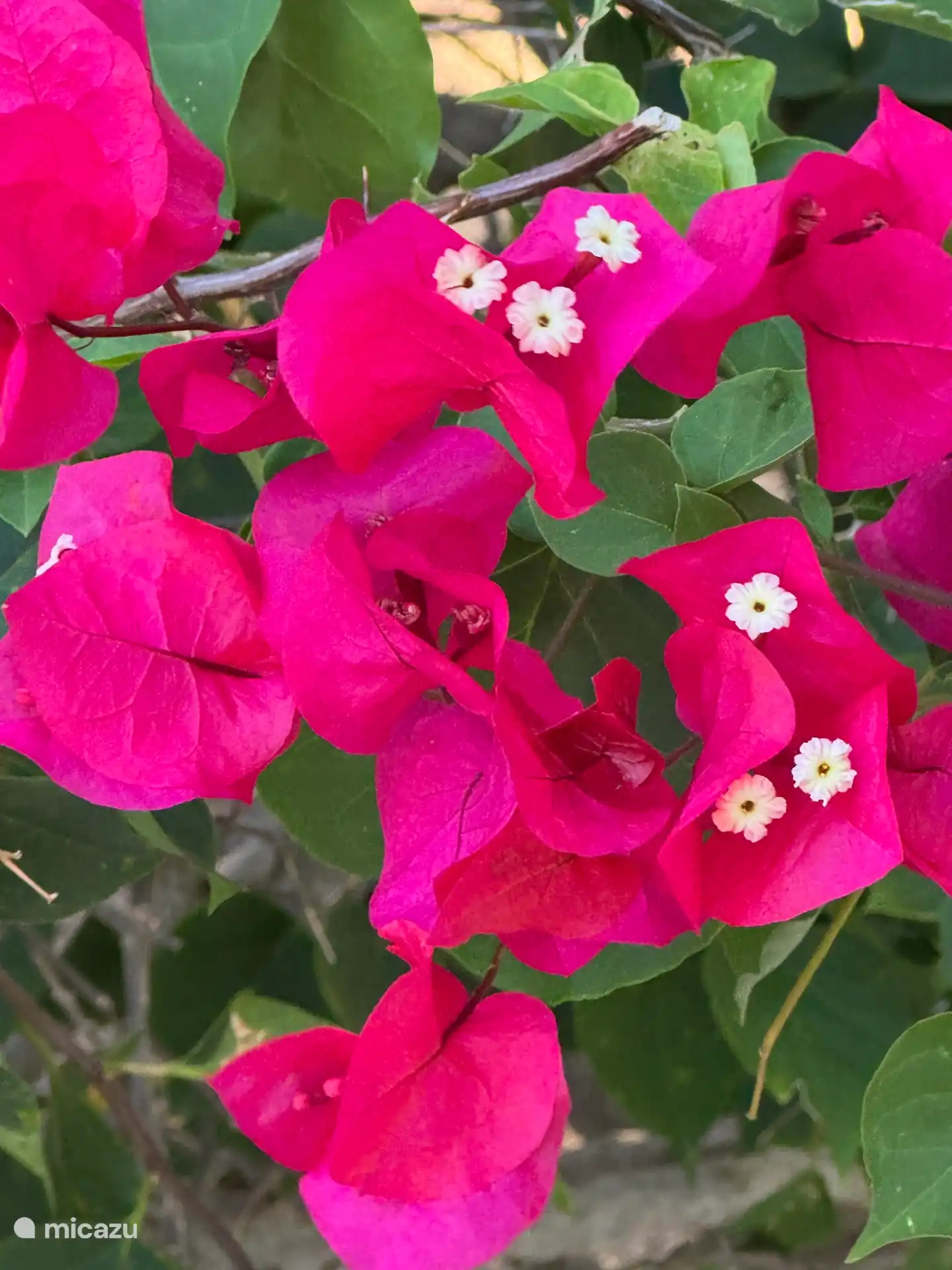 Bougainville 