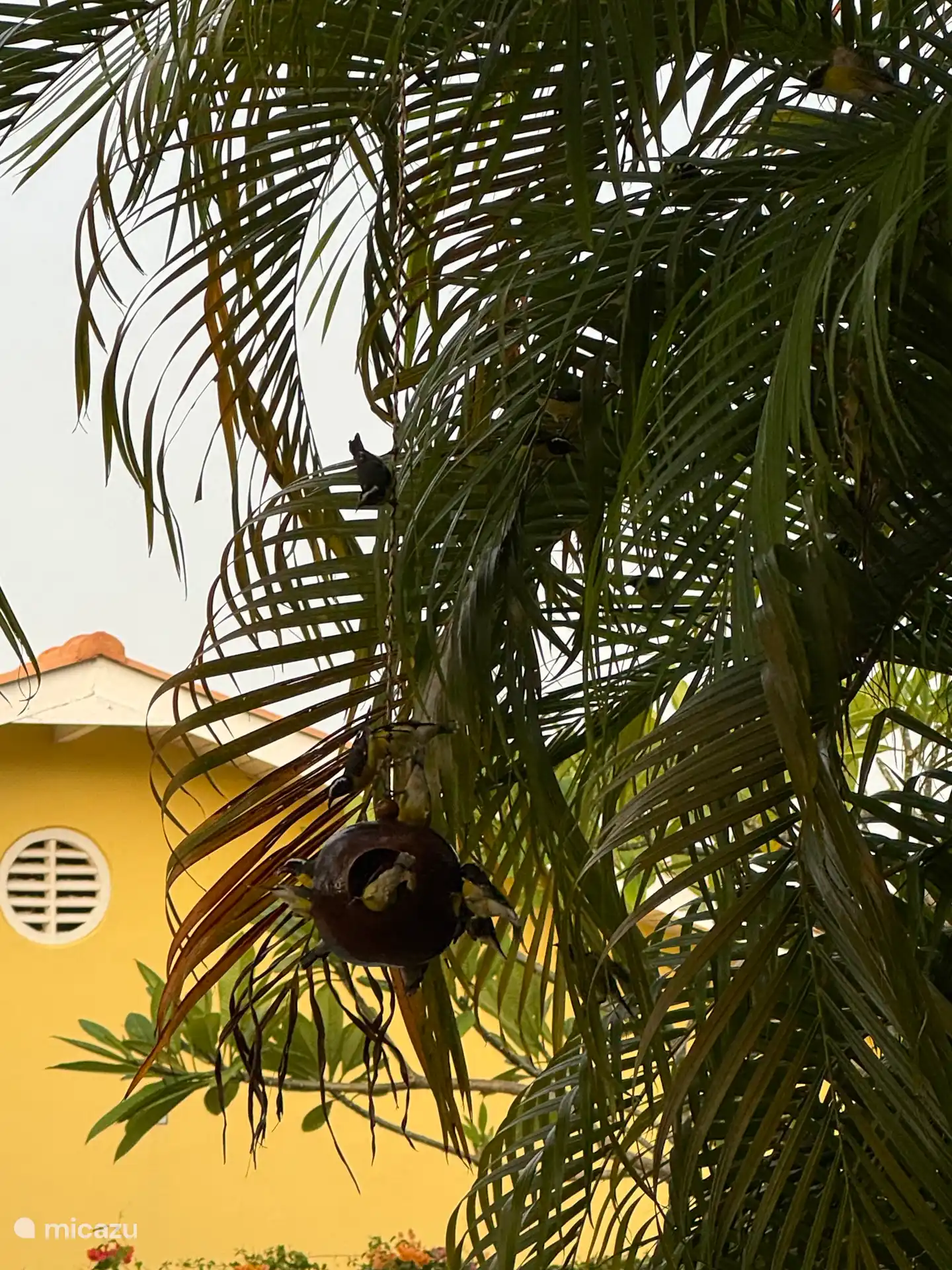 Voeder kalebas voor suikerdiefjes