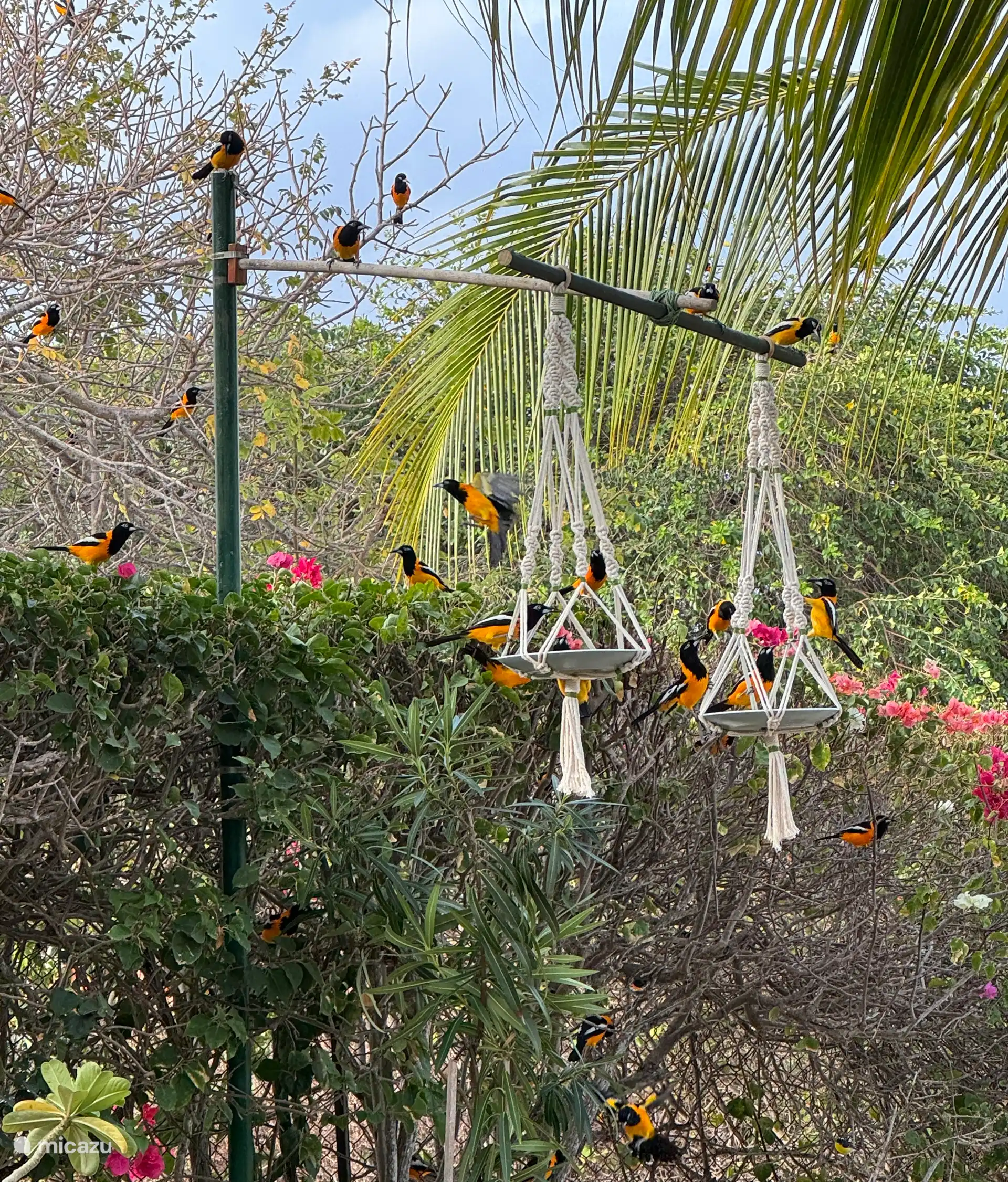 Voeder schotels voor de troepiaals