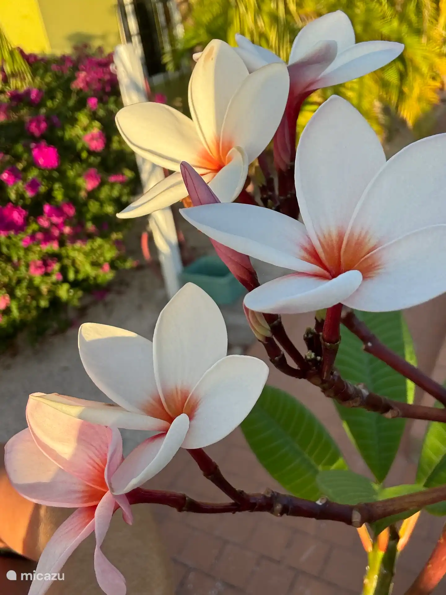 Frangipani, geurt heerlijk
