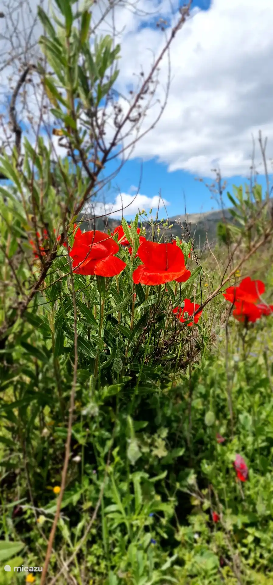 Wildblumen, wunderschöne Natur