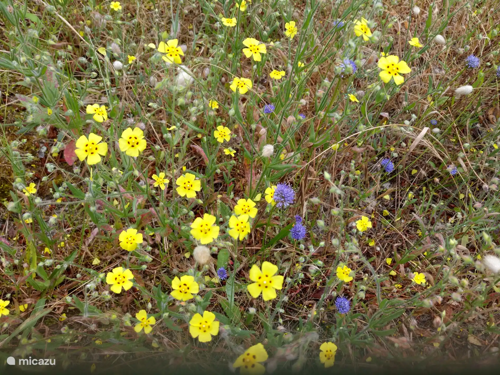 Fleurs dans le jardin