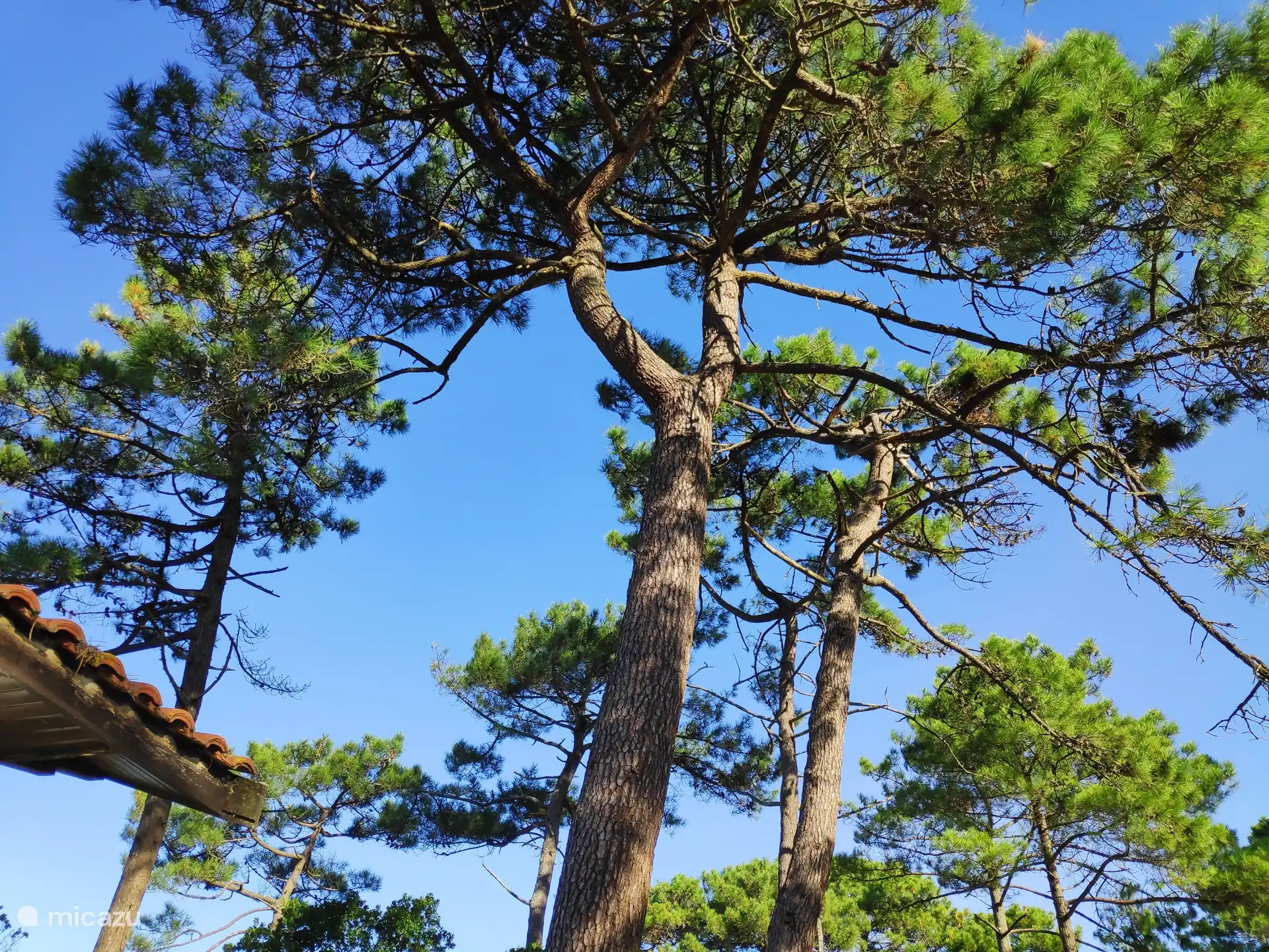 Deux de nos arbres contre un ciel bleu profond.