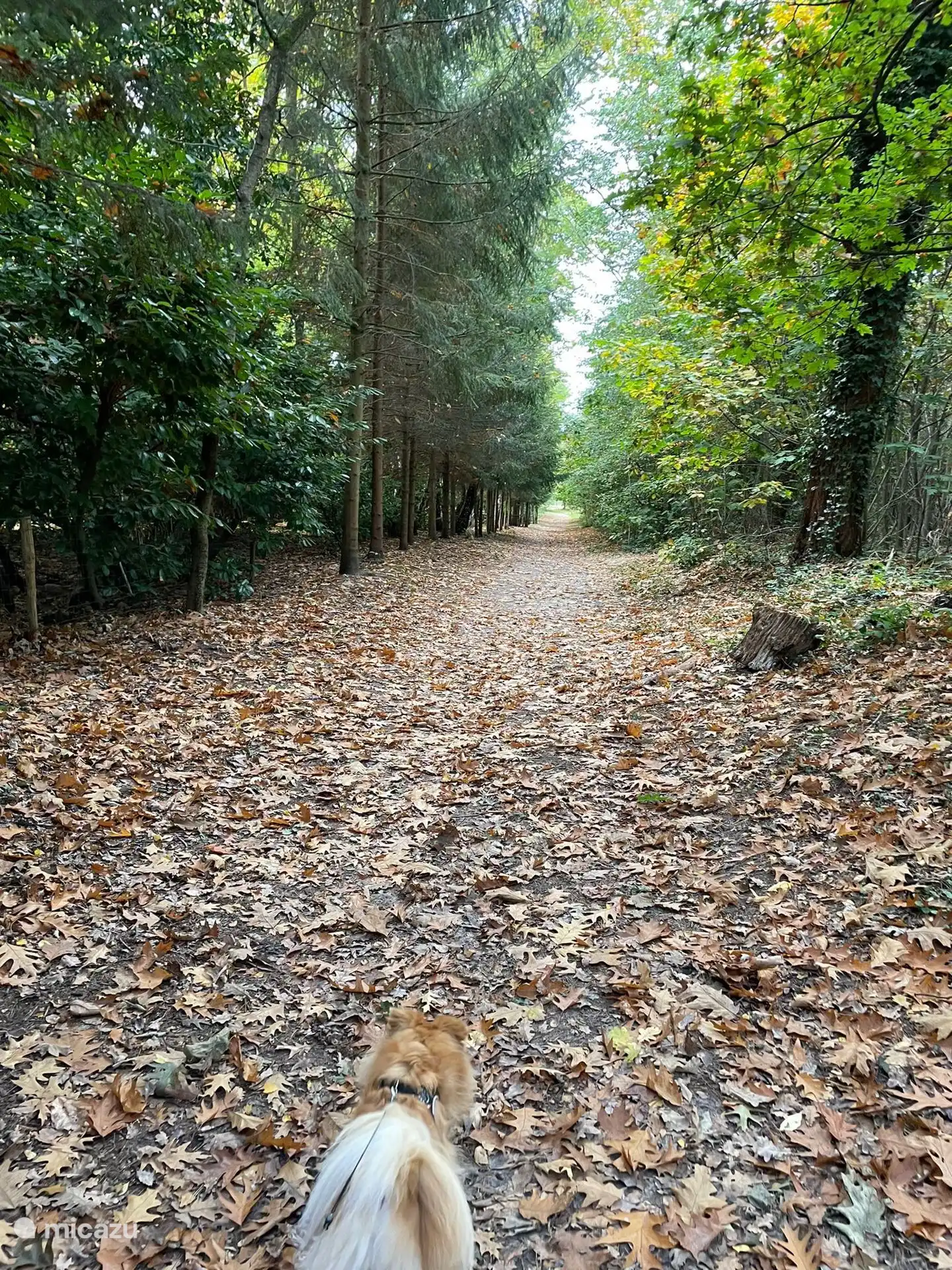 Vakantiepark de Krieckaert - Hoge Kempen - Pipowagen Limburg