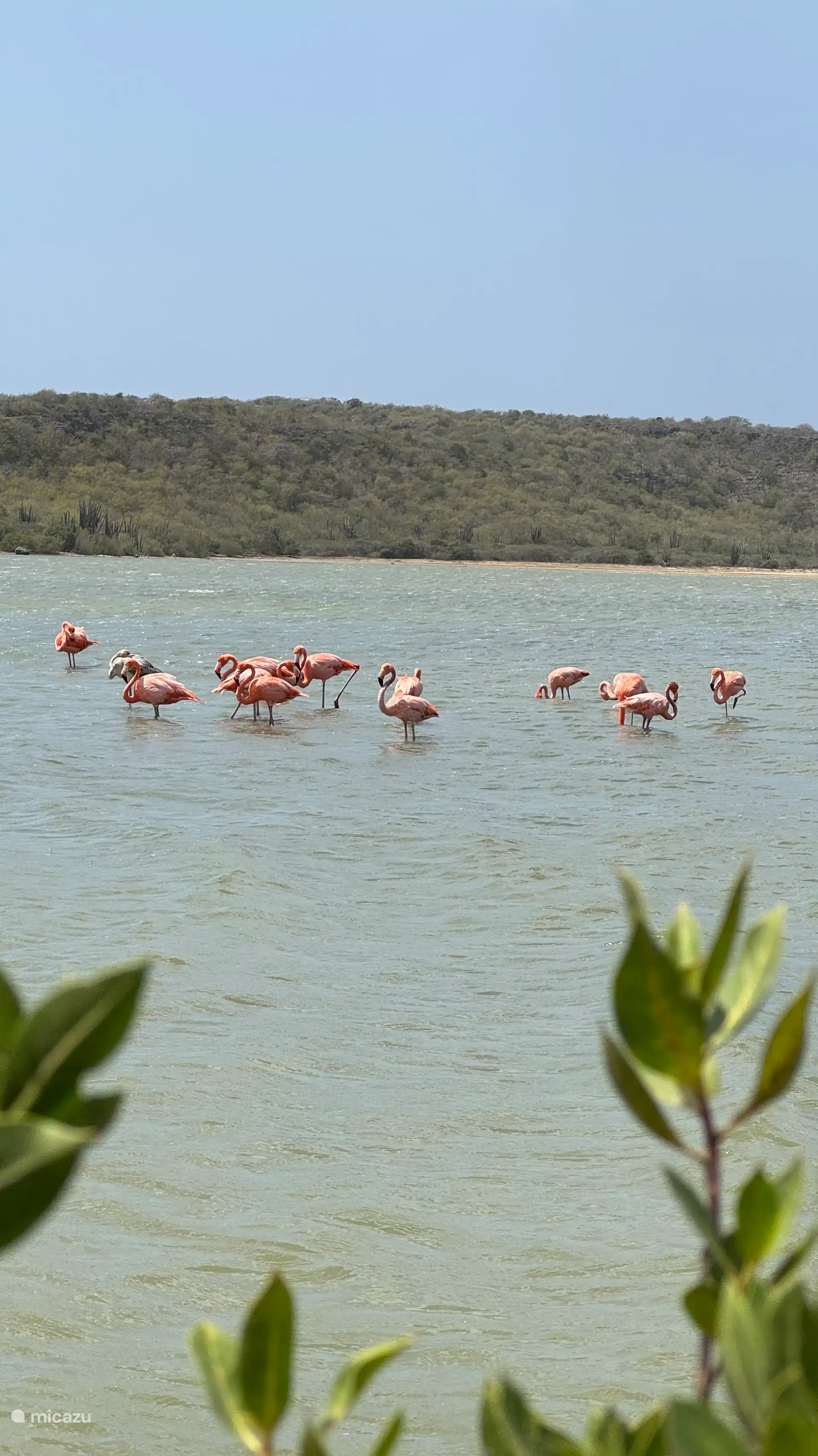 Flamingos at Flamingo Habitat