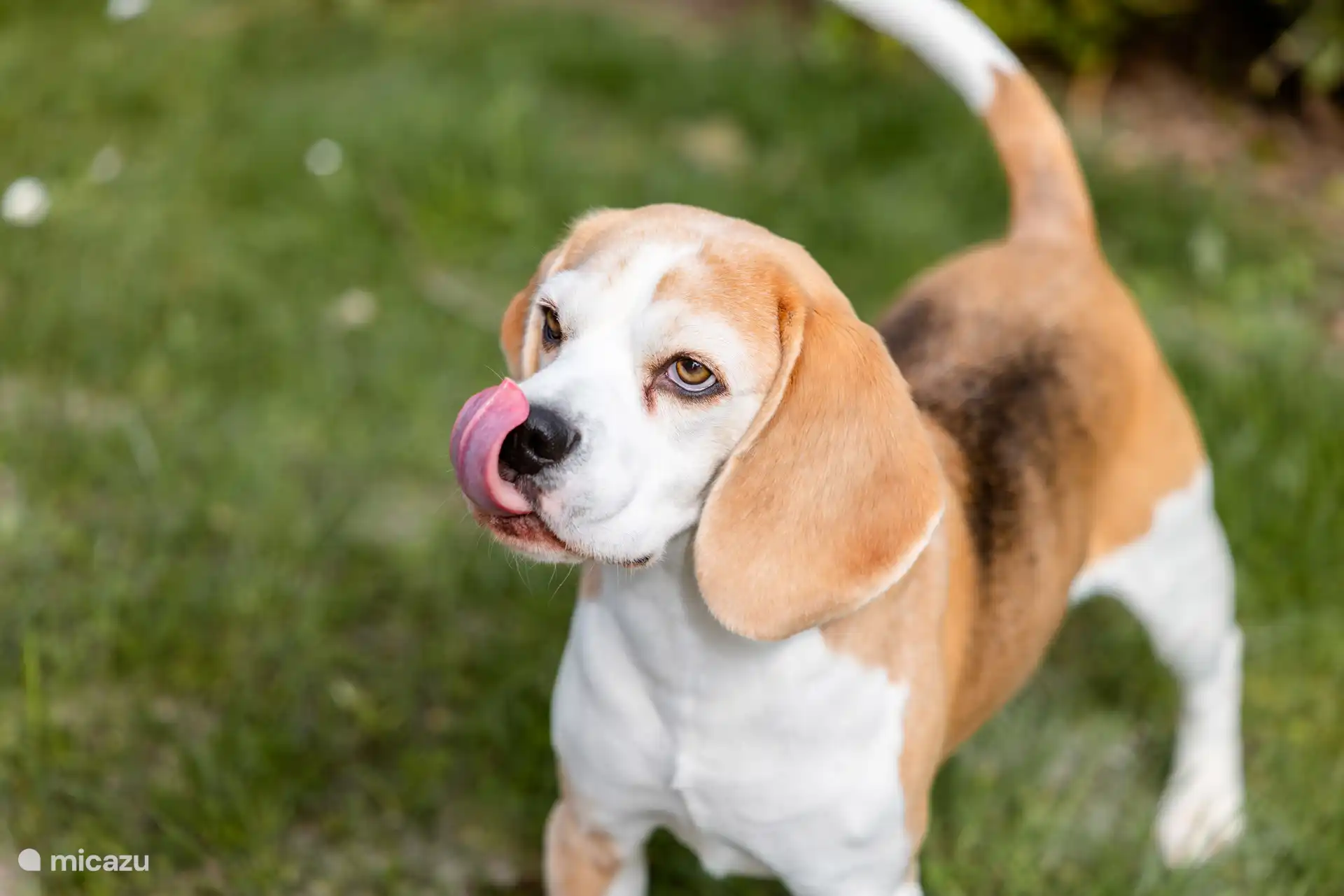 Dogs are welcome at no extra charge 