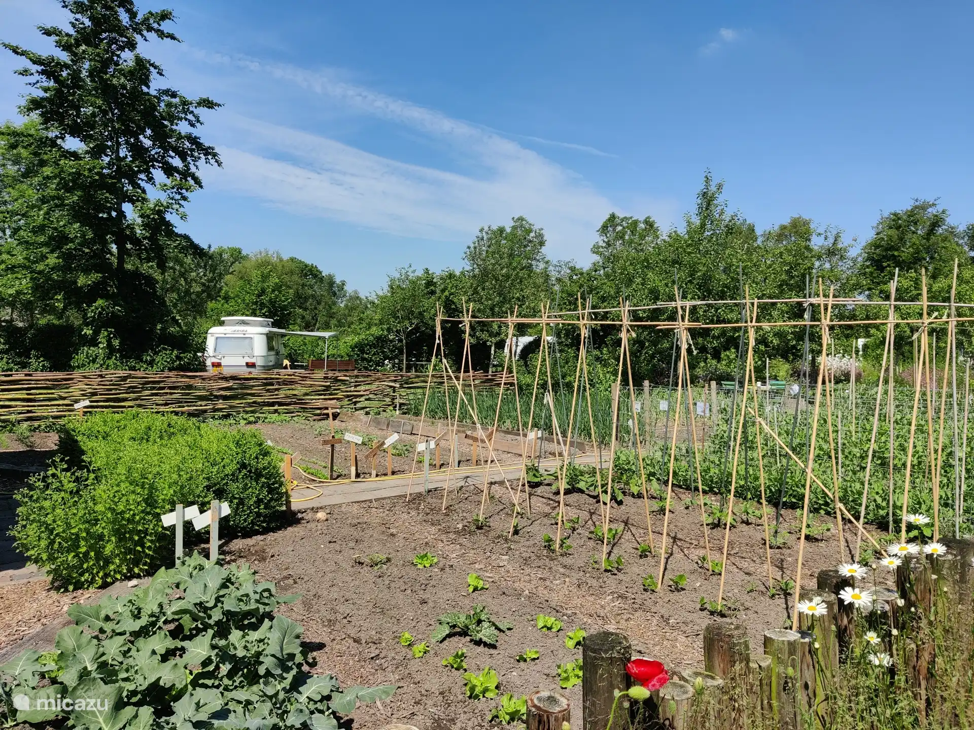 Moestuin