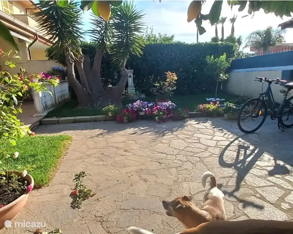 Mare dei Cani Felici
